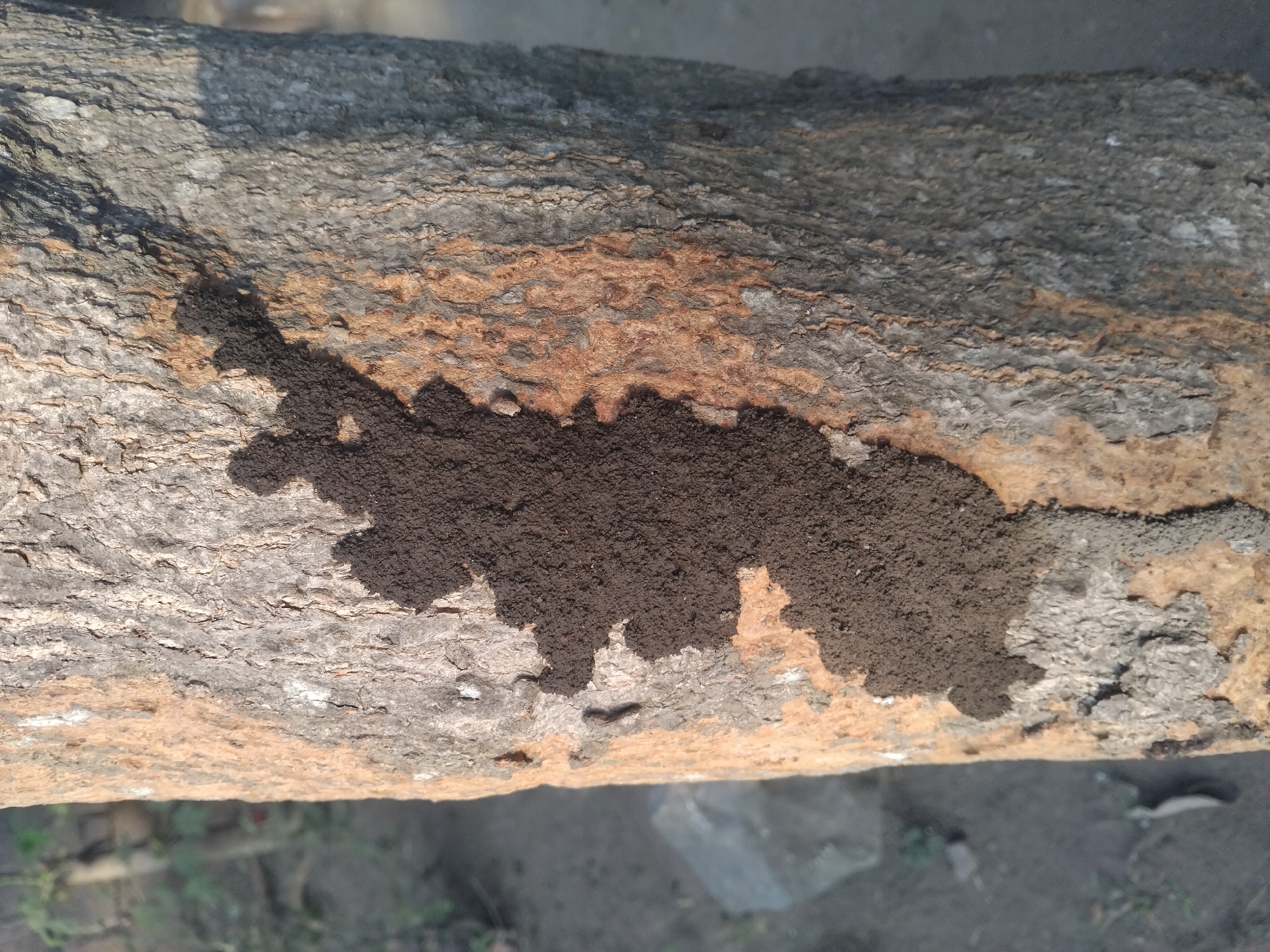 The image is a close-up shot of a tree trunk with a dark, earthy substance adhered to its bark. The substance appears to be a mound or trail, possibly made by termites or ants, and is concentrated in a roughly irregular shape on the left side of the trunk. The tree bark is textured, with variations in color including shades of brown, gray, and some lighter, almost white patches. The background is blurred, showing a hint of the ground and some indistinct foliage, suggesting an outdoor environment. There are no people or discernible actions captured in this still image. The overall impression is one of a natural scene focusing on the detail of the tree and the organic material on it. The location is not specified in the image itself.