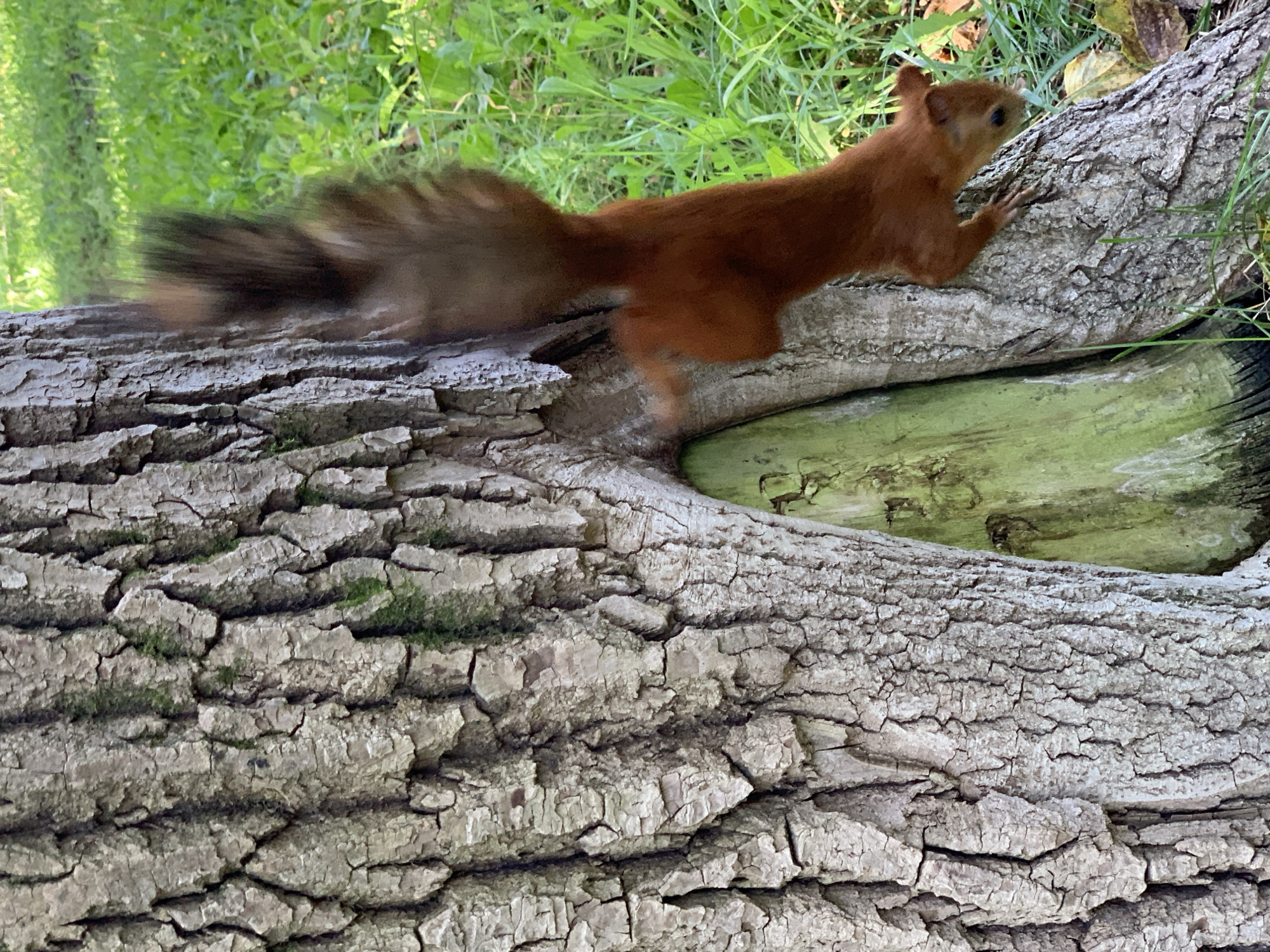 A red squirrel is captured in motion as it descends a textured tree trunk in an outdoor setting. The squirrel, predominantly reddish-brown with a bushy tail, is in mid-descent, with its body blurred due to its rapid movement. Its paws are reaching out to grip the rough bark of the tree. A hollow or crevice in the tree, tinged with green moss or algae, is visible. The background consists of lush green grass, indicating a natural or park-like environment. The lighting suggests daylight. The image does not depict any specific location within Prokopyevsk, Russia, nor does it include any people.