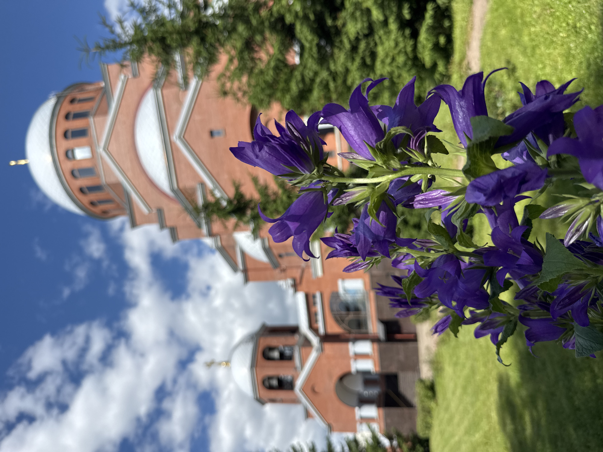 This image features a cluster of vibrant purple bellflowers in the foreground, their delicate petals and green stems a stark contrast against the blurred background. Behind the flowers, a large, red-brick building with white architectural accents is visible. The building has a rounded dome topped with a golden cross, suggesting it is a church or a similar religious structure. The architecture includes arched windows and tiered sections, giving it a traditional and imposing appearance.
The sky above is a bright, clear blue, dotted with fluffy white clouds, indicating fair weather. The bright sunlight suggests it is daytime, likely late morning or afternoon. A well-maintained lawn stretches out beside the building, adding to the serene and possibly park-like setting. Green foliage, likely from trees, is also present, partially obscuring the upper parts of the building.
The composition is oriented vertically, with the flowers dominating the right side of the frame and the building receding into the left and bottom. The shallow depth of field makes the flowers sharply in focus while the background is soft and out of focus, drawing the viewer's eye to the intricate details of the blossoms.
Given the location context of Saint Petersburg, Russia, the building's architectural style with its dome and cross is consistent with Russian Orthodox churches. The overall impression is one of a peaceful, sunny day in a place of religious or historical significance, where nature and architecture coexist harmoniously. No visible text is present in the image.