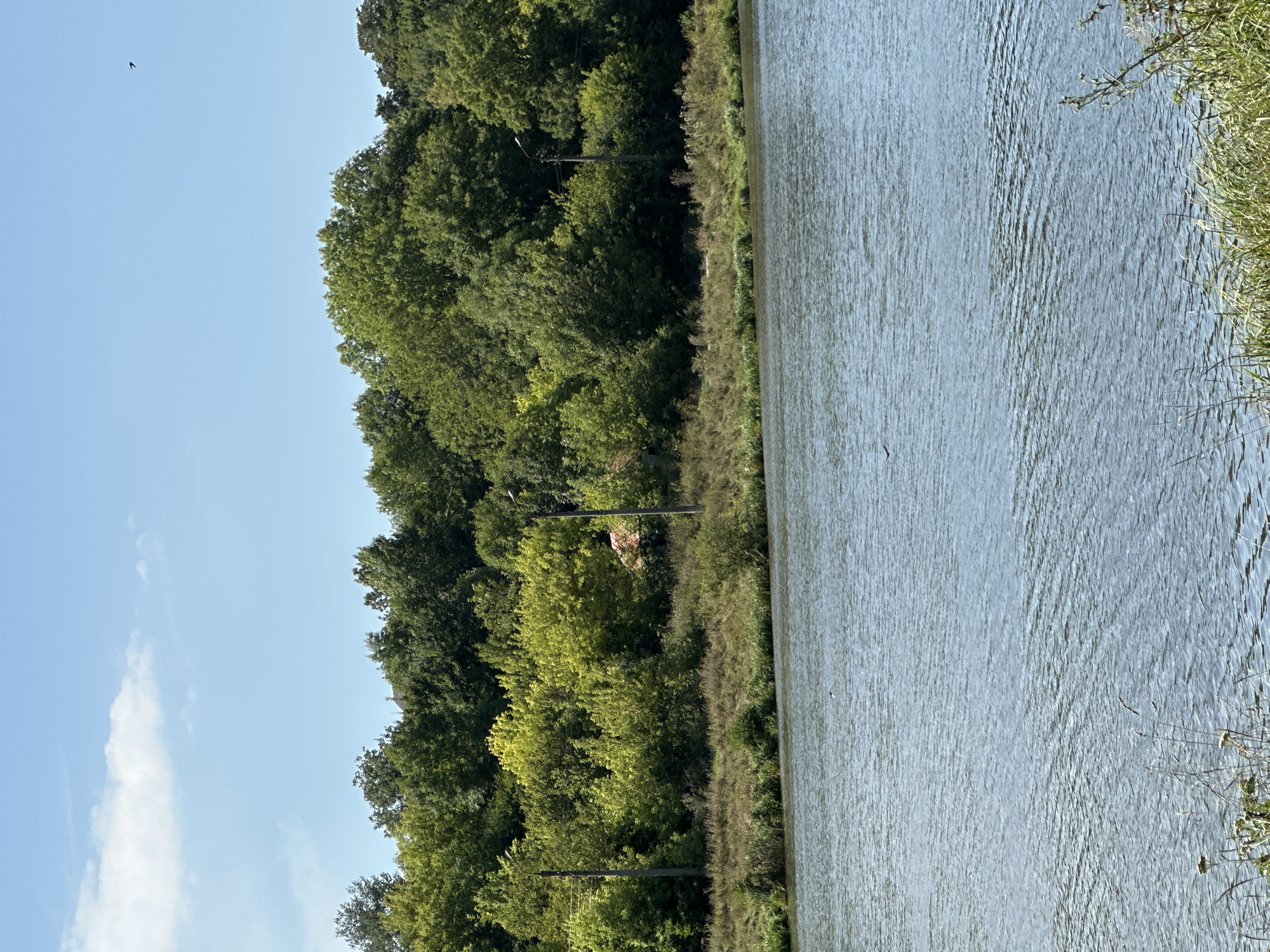 The image shows a wide, calm body of water in the foreground, likely a river or lake. The water has a rippled texture and reflects the light blue sky. The middle ground features a grassy bank with some dry reeds and wildflowers, leading to a dense line of trees with varying shades of green foliage. A few tall light poles are visible among the trees. In the distance, nestled within the trees, a small red-roofed building is partially visible. The background is a clear, bright blue sky with a few wispy white clouds. A small bird is seen in flight against the sky. This scene is likely located in Makiv, Ukraine, given the natural landscape and vegetation.