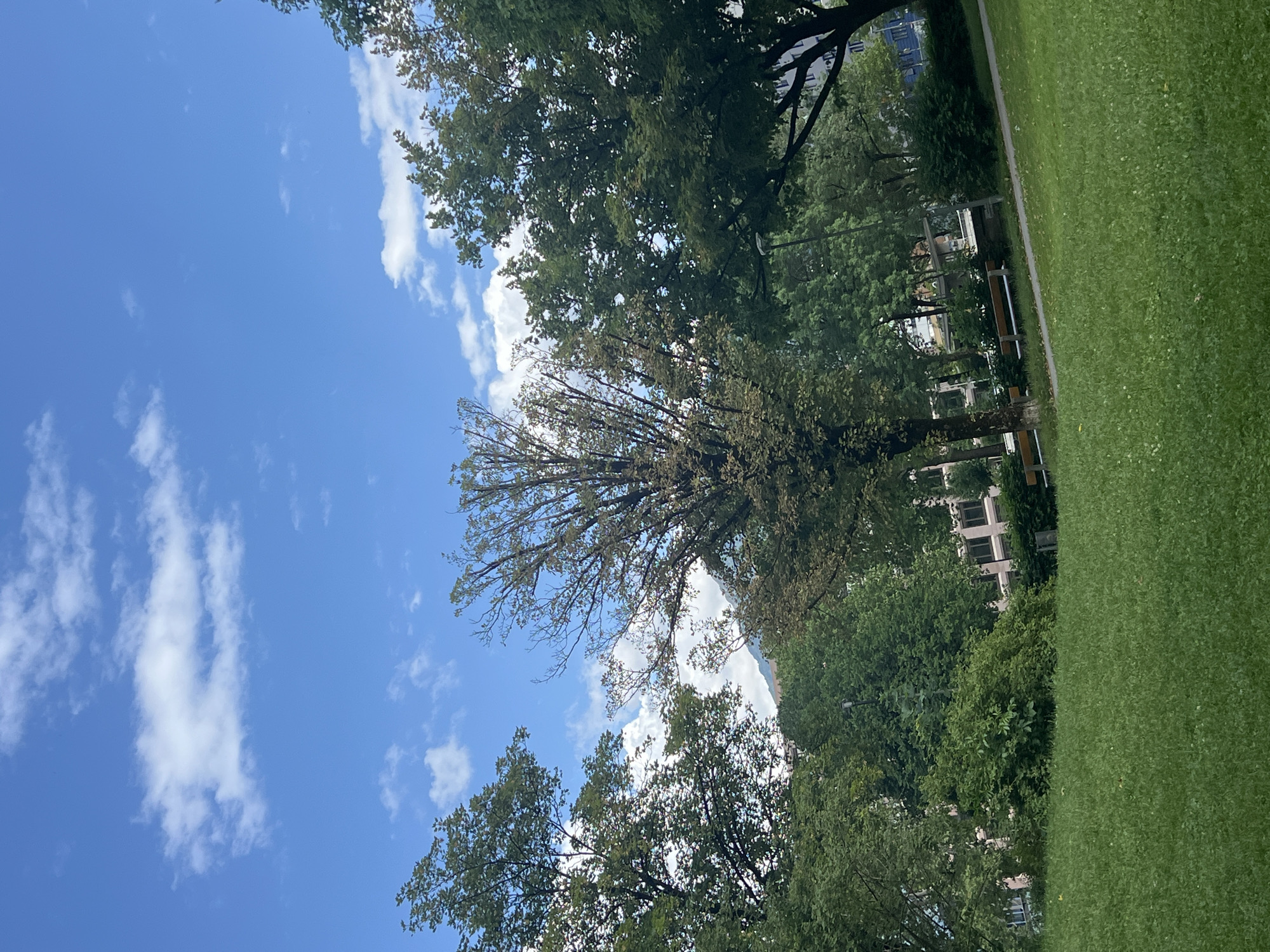 The image presents a daytime outdoor scene within a park environment in Innsbruck, Austria. The upper portion of the frame is dominated by a clear blue sky interspersed with scattered white cumulus clouds. The foreground consists of an expansive, manicured green lawn. The middle ground and background are densely populated with various deciduous trees, exhibiting predominantly green foliage. One prominent tree located centrally in the middle ground displays sparser, brown-green leaves. Through gaps in the tree canopy, a hazy mountain range is discernible in the far background, confirming the Alpine setting of Innsbruck. Partially obscured multi-story urban buildings with visible windows are situated behind the treeline. Man-made objects include a dark-colored streetlamp positioned among the trees and a paved pathway lined with two light-colored park benches featuring wooden slats, visible towards the lower right. The scene contains no discernible individuals, animals, or vehicles, illuminated by bright natural daylight.