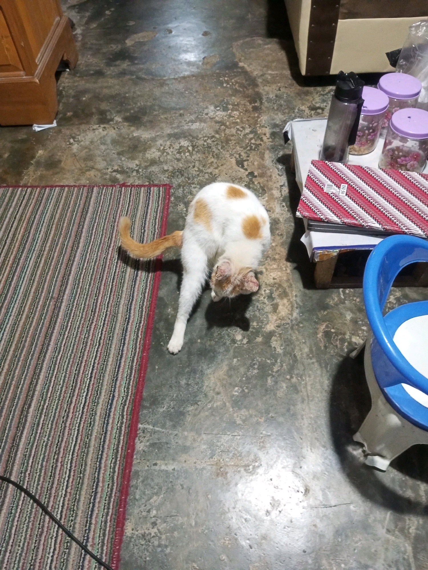 A white and orange cat is seen from above, bending down to groom itself on a floor in Andongsili, Indonesia. The cat is on a multi-colored striped rug. To the right of the cat is a blue plastic stool and a wooden table with several jars and a water bottle. In the background, a portion of a wooden cabinet is visible. The environment appears to be indoors, with a concrete floor that shows signs of wear and discoloration.