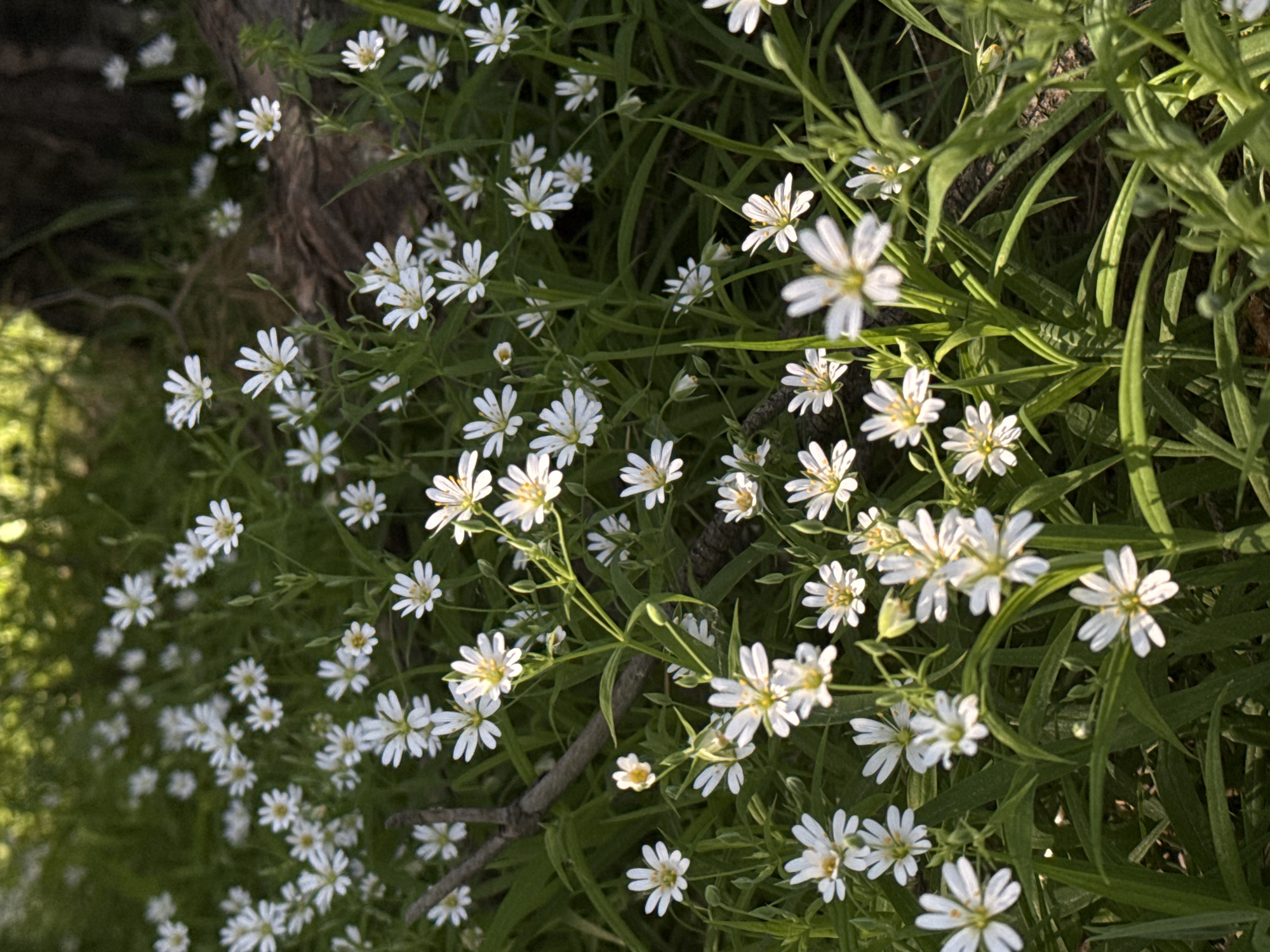 The image shows a patch of small white wildflowers growing densely among green grasses and near a tree trunk. The flowers have a star-like shape with delicate petals and yellow centers. The location is presumed to be within the city of Chaikovsky, Russia, but there is no evidence in the image to confirm this. The environment is natural and appears to be a wooded or grassy area. There are no people or actions visible in the image.