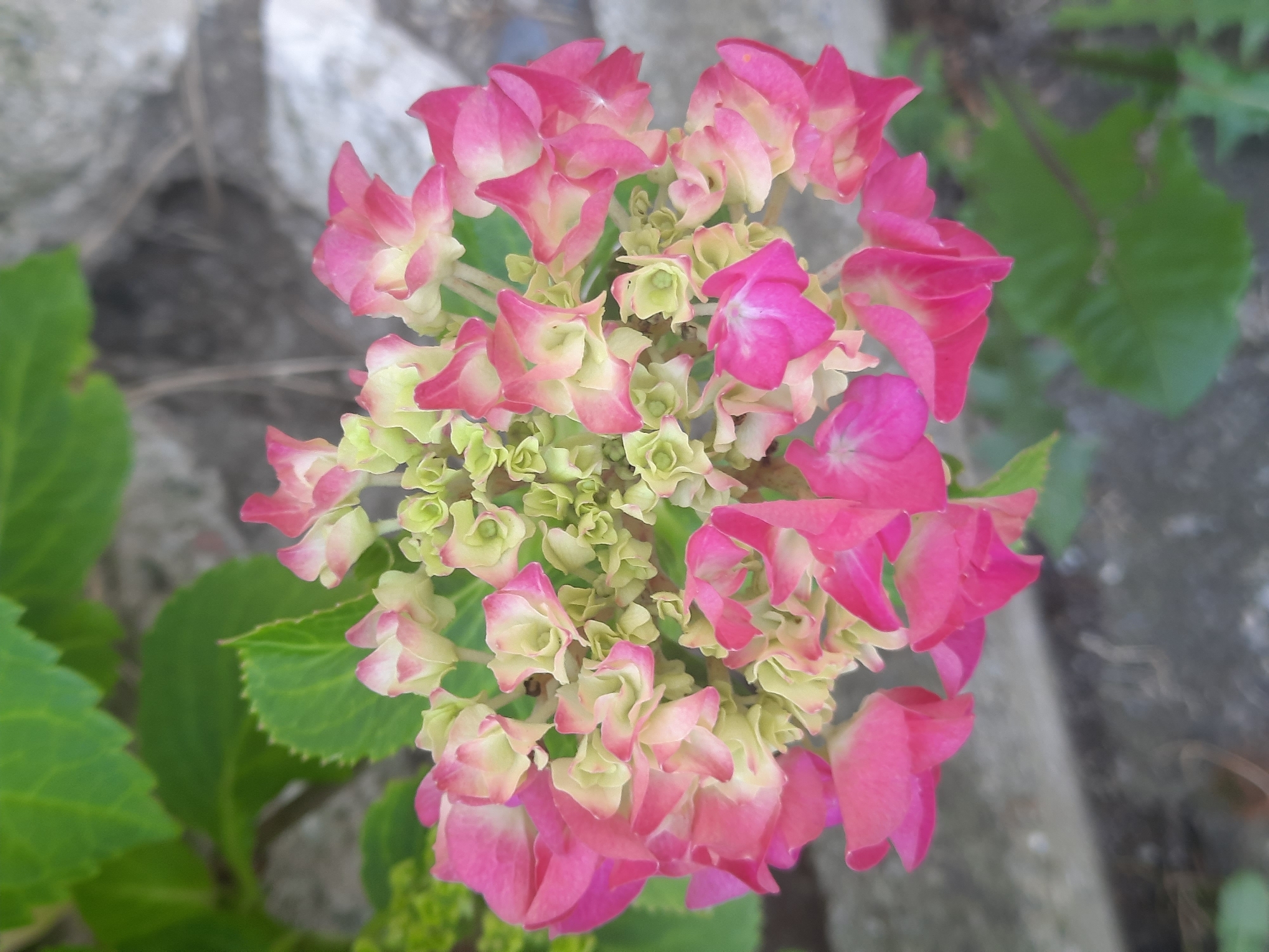 A close-up, overhead shot showcases a cluster of blooming hydrangeas, with vibrant pink and pale green petals forming a rounded inflorescence. The flowers are set against a backdrop of lush green leaves and a textured grey surface, likely stone or concrete, suggesting an outdoor environment. The overall impression is one of natural beauty and delicate floral arrangement. The image was taken in Rosenheim, Germany.