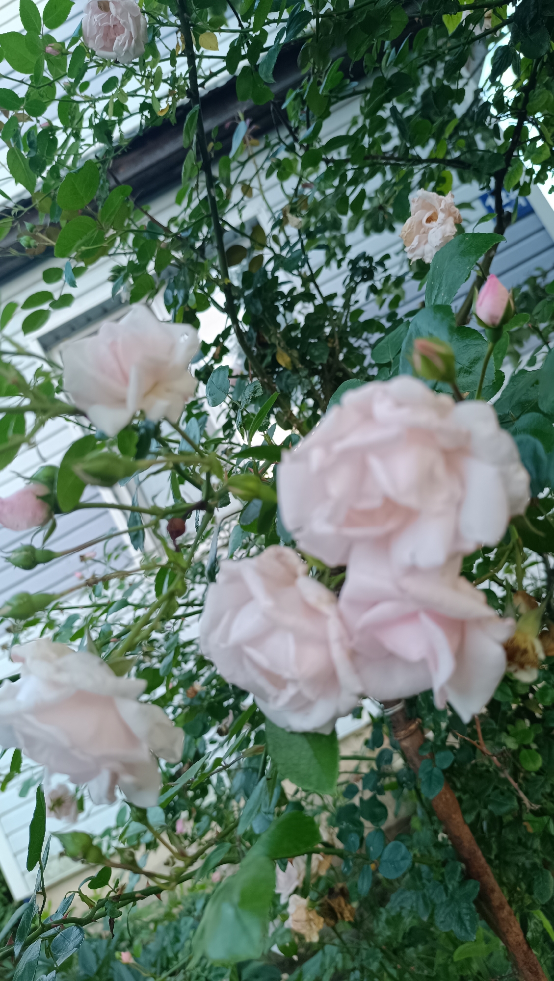 The image shows a close-up of a rose bush with pale pink roses and green leaves. The roses are in various stages of bloom, with some fully open and others still in bud. The bush is growing against a white, clapboard-sided house. The scene is likely outdoors, in a garden setting. There are no people or animals visible in the image. The lighting suggests it is daytime, possibly overcast or late afternoon, given the soft light. The overall impression is one of a tranquil garden scene. The location in the city of Karsha, Russia, is not discernible from the visual information in the image.