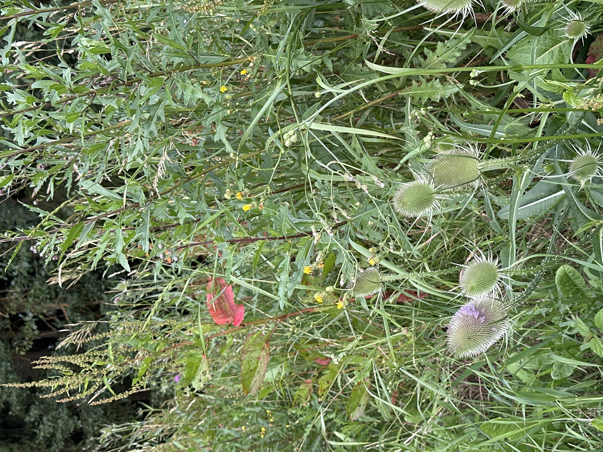 This media file is a photograph of a dense patch of wild vegetation. The scene is dominated by various green plants, including tall grasses, broad-leaved plants with serrated edges, and spiky seed heads. Notably, there are several thistles with their characteristic spiky exteriors and fluffy tops, some of which appear to have pale purple flowers or developing seed structures. Scattered among the green are small yellow flowers, and a few reddish-pink leaves add a touch of color. The overall impression is of a natural, untamed outdoor setting, possibly a meadow or a wild roadside. The lighting suggests it is daytime, and the lushness of the foliage implies a temperate climate, consistent with Rudelzhausen, Germany. There are no people, objects, or text visible in the image. The focus is entirely on the plant life, highlighting the textures and forms of the wild flora.