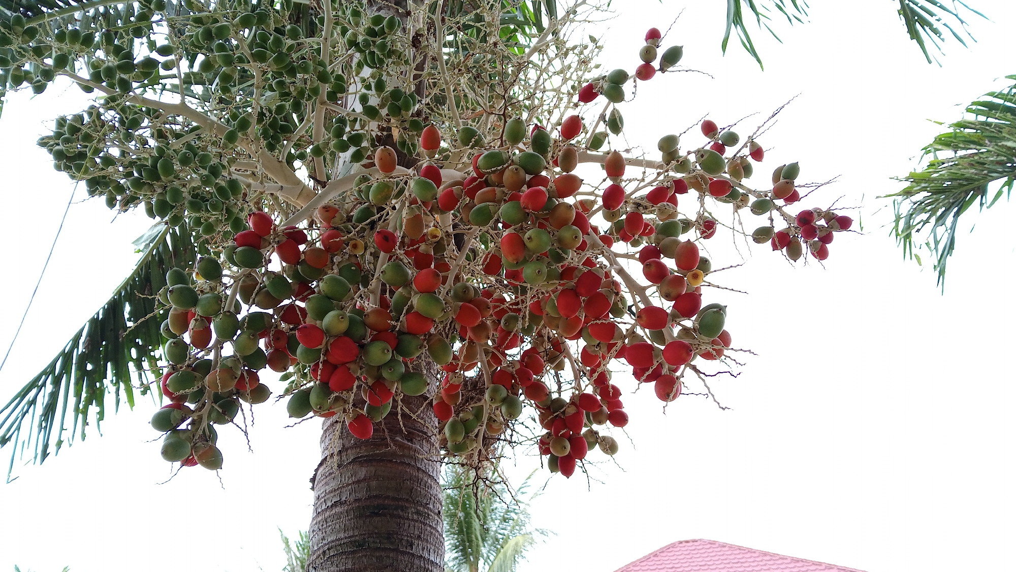 A cluster of red and green palm fruits hangs from a palm tree in Cotgadong, Indonesia. The fruits are small and oval-shaped, with some clusters appearing fully ripe and red, while others are still green. The palm tree trunk is visible at the bottom of the frame, showing its rough, textured bark. In the background, the sky is bright white, indicating it might be a clear or overcast day. A portion of a pink tiled roof is visible in the lower right corner, suggesting human habitation nearby. The scene is captured from a low angle, looking up at the fruits and the sky.