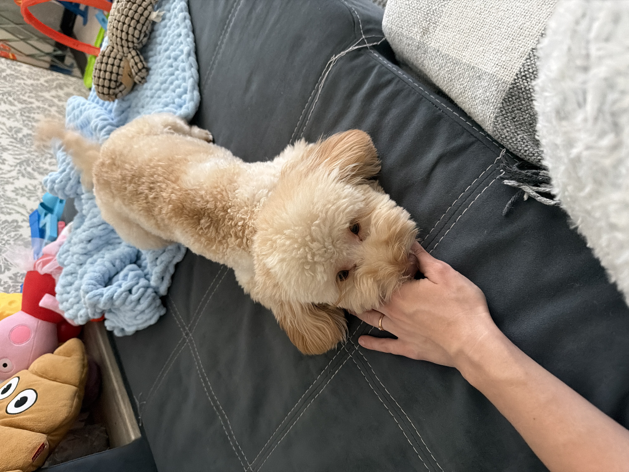 A light-colored dog with fluffy fur lies on a dark gray couch, its head resting on a person's hand. The dog's snout is near the person's fingers, and the person is wearing a ring on their ring finger. The couch has visible stitching. In the background, there are various stuffed animals and a blue knitted blanket. The environment suggests an indoor domestic setting, possibly a living room. The scene takes place in Bila Tserkva, Ukraine.