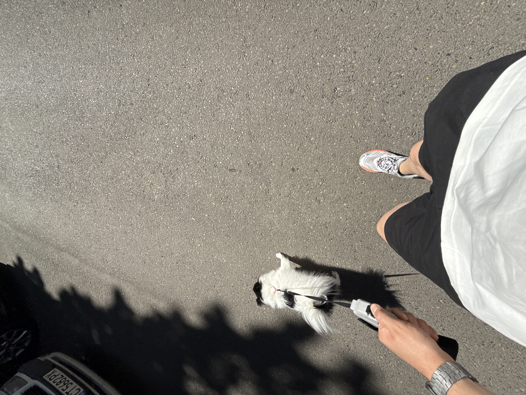 The image depicts a street scene in Stara Zagora, Bulgaria, on a sunny day. A person's legs, clad in black shorts and a white t-shirt, are visible in the foreground, along with one sneaker. The person is holding a retractable dog leash with a white and gray handle, attached to a small, fluffy black and white dog. The dog is facing away from the camera and walking on the asphalt road. In the background, the shadow of trees falls across the road, and a portion of a dark-colored car with a license plate reading "CT 5882 PX" is visible on the left side of the frame. The environment appears to be a typical urban street.