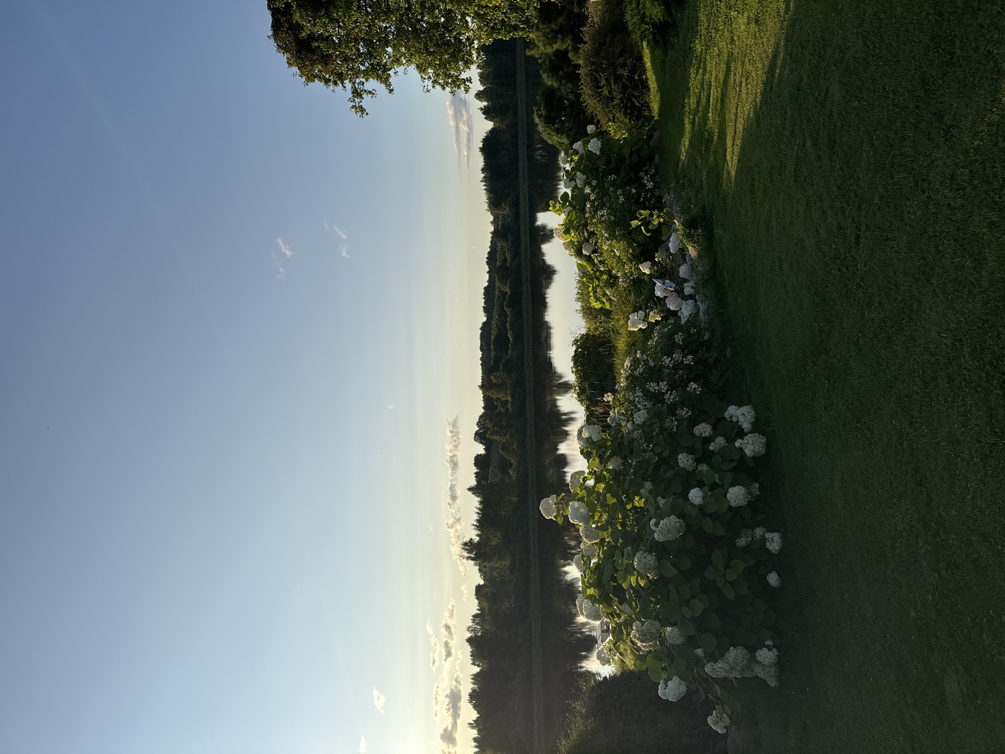 In the city of Sitno, Russia, this image captures a serene natural landscape. The foreground is dominated by a well-manicured green lawn, casting a long shadow from the setting sun. Bordering the lawn, a lush bush with numerous white hydrangea flowers blooms vibrantly. Behind the hydrangeas, a calm body of water, likely a lake or river, reflects the sky and the treeline. The horizon is marked by a dense forest of trees, with rolling hills visible in the distance. The sky above is a clear, pale blue, with a few wispy clouds scattered across it, illuminated by the warm light of a setting sun. A large tree with dark green foliage is visible on the right side of the image, framing the scene.