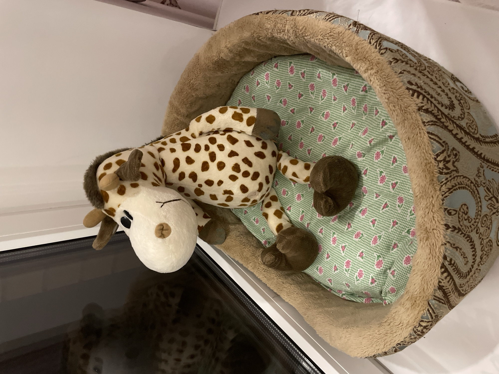 A stuffed giraffe lies in a pet bed next to a window. The giraffe is cream-colored with brown spots and brown hooves. Its head rests near the window. The pet bed has a brown and blue patterned exterior with a tan faux fur trim. The interior of the bed is light green with a pink floral pattern. The photo appears to have been taken indoors, with the edge of a window visible in the lower left of the frame. The window has a white frame. The location, Лесной Пейзаж Кп (шарапово, Russia, is not discernible from the visual content of the photograph.