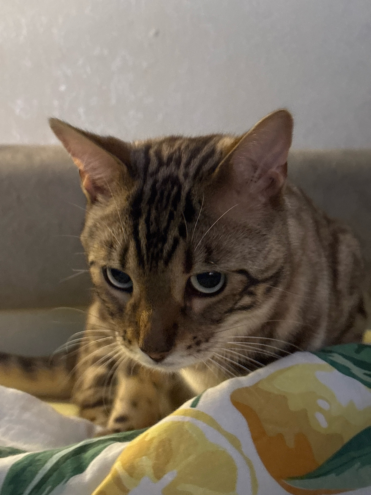 A Bengal cat with a brown and black striped coat is resting on a bed covered with a white and yellow patterned duvet. The cat is looking down with its blue eyes. The background is out of focus and appears to be a wall and furniture. There are no people or any identifying landmarks of Noviy, Russia visible in the image.