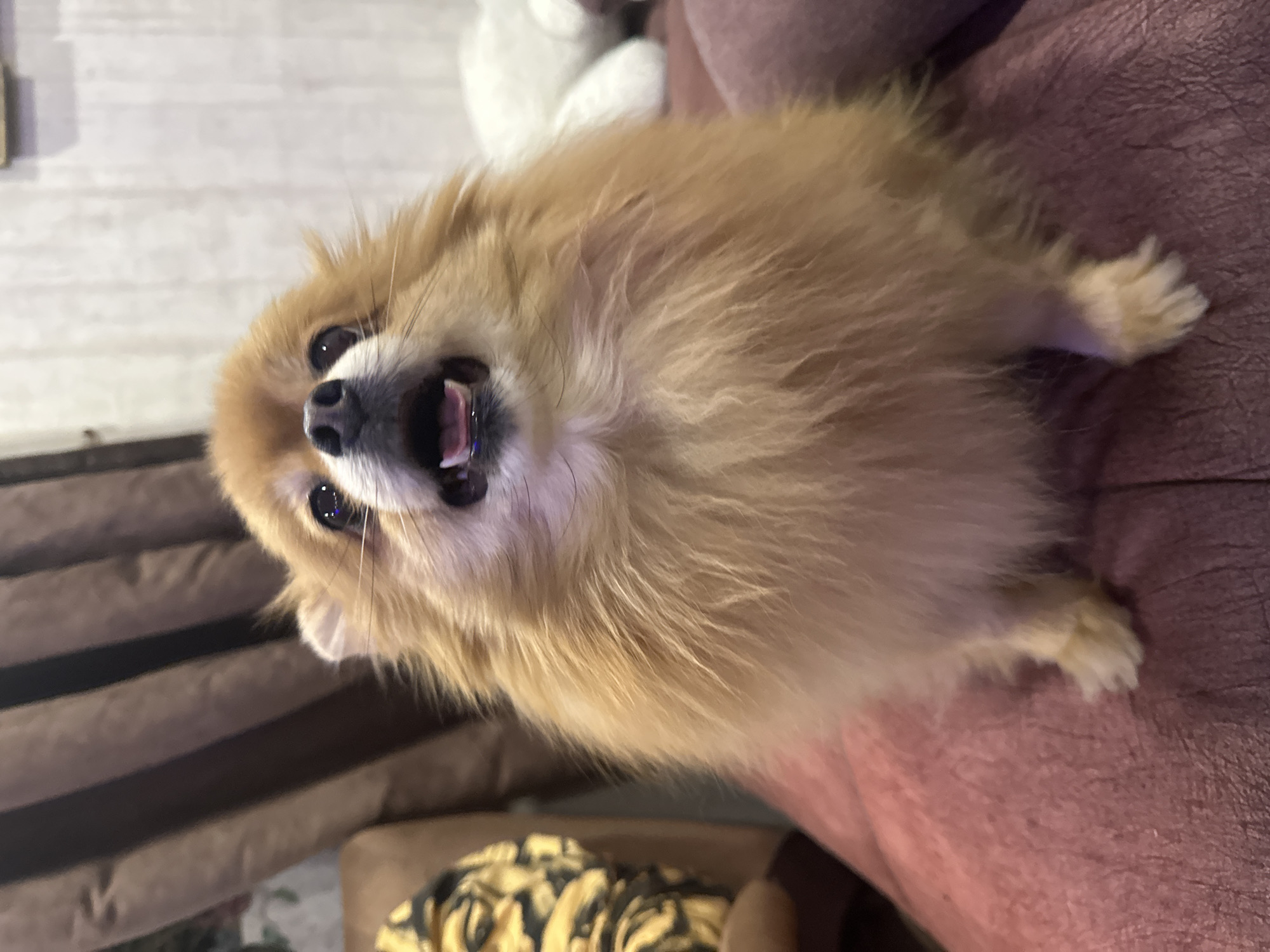 A small, fluffy dog, likely a Pomeranian, with light brown to tan fur, is the central subject of the image. The dog's head is positioned towards the left side of the frame, and it looks directly at the viewer with an alert expression. Its dark, round eyes and black nose are prominent. The dog's mouth is slightly open, revealing its pink tongue and some teeth, suggesting it might be panting lightly or displaying curiosity.
The dog is resting on a textured surface of a deep purple or maroon color, which appears to be a couch or a blanket, occupying the lower and right parts of the image. In the upper left background, a lighter-colored, possibly wooden, wall or paneling is visible. A patterned object with yellow and dark abstract shapes is partially seen in the bottom left corner, hinting at additional home furnishings like a cushion or blanket.
The setting is indoors, depicting a casual, domestic environment, likely a home in Chaikovsky, Russia. The lighting is soft and even, indicating ambient indoor light. No specific activity beyond the dog's attentive gaze is captured. There is no visible text in the image.