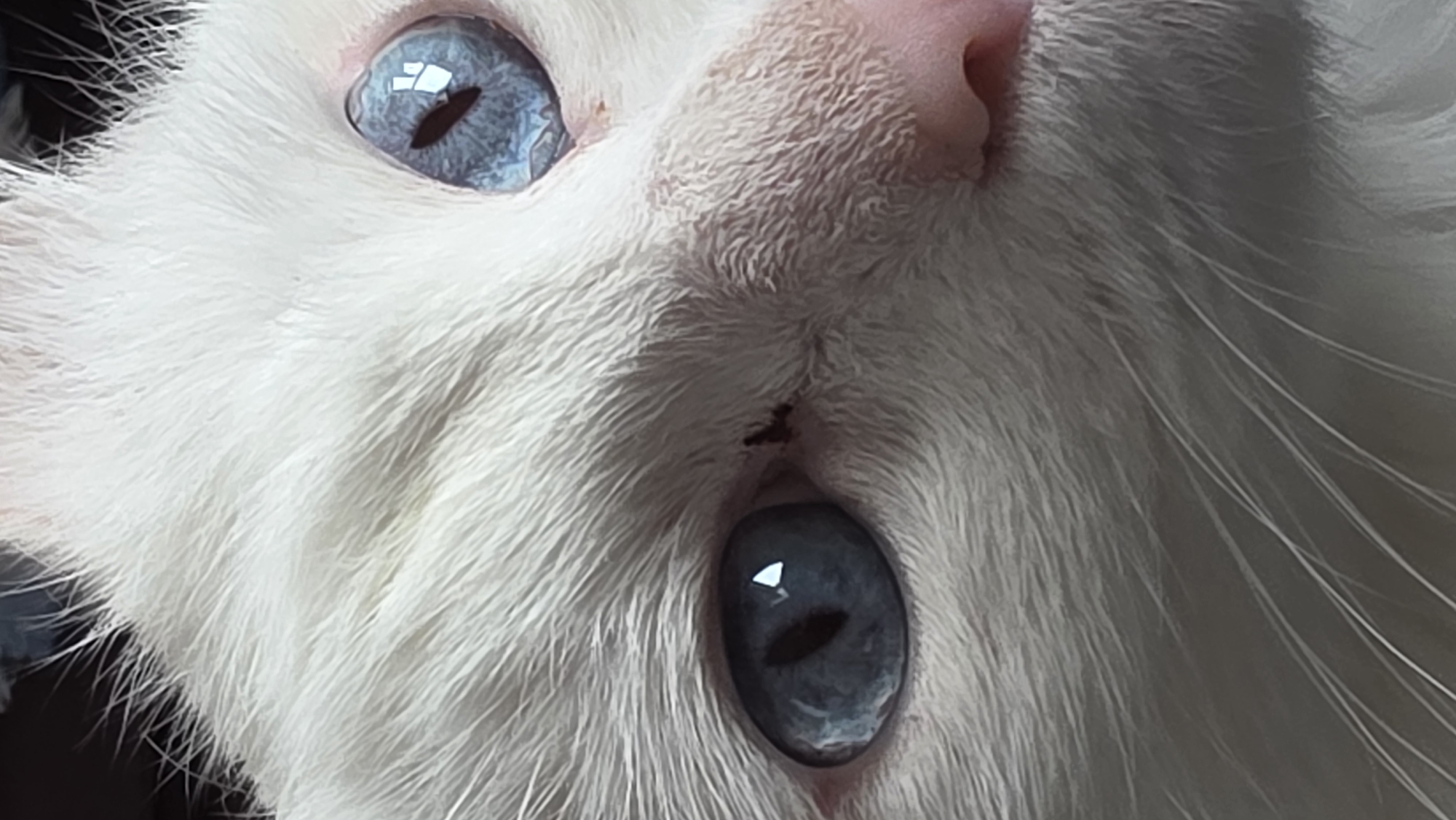 A close-up, eye-level, medium shot captures the face of a white cat. The cat's fur is predominantly white, with some subtle light gray or cream tones, and its fur is soft and fluffy. The cat has striking blue eyes, with the left eye more visible and the right eye partially obscured by the angle. Both eyes are reflective, showing highlights that suggest an indoor lighting source. The cat's nose is a soft pink. Fine white whiskers extend outwards from its muzzle. The background is out of focus and appears dark, with some faint hints of lighter colors. There is a small dark marking near the inner corner of the cat's left eye. The overall impression is one of a calm and attentive animal, with a focus on its expressive eyes.