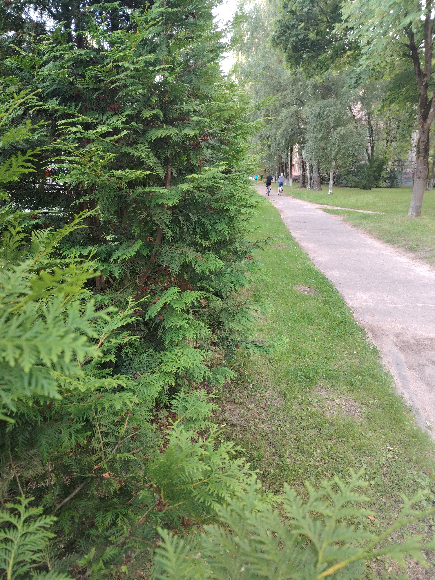 In Konakovo, Russia, a paved pathway winds through a green, tree-lined area. To the left, a dense evergreen tree with layered branches and needles dominates the foreground. Beyond the pathway, a grassy area is bordered by a line of trees with varying foliage, including birch trees with white trunks. In the middle ground, two individuals are cycling away from the camera on the pathway. The environment appears to be a park or residential area, with buildings visible in the background, partially obscured by trees. The lighting suggests it is daytime.