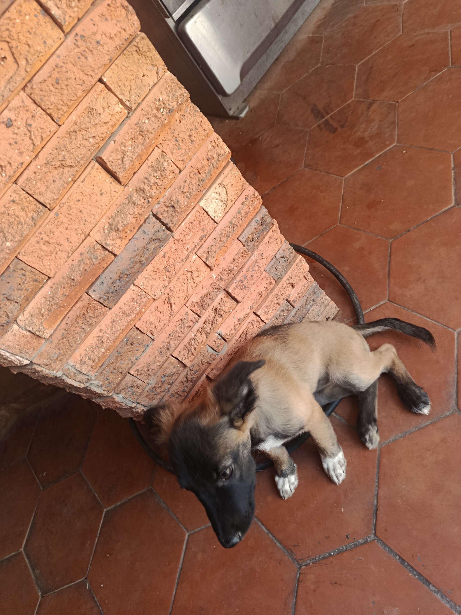 A puppy is lying on a red-tiled floor next to a brick wall, possibly indoors. The puppy is light brown with a black muzzle and white paws. The location in the city of Juan Griego, Venezuela, cannot be confirmed as there are no details to support this assumption.