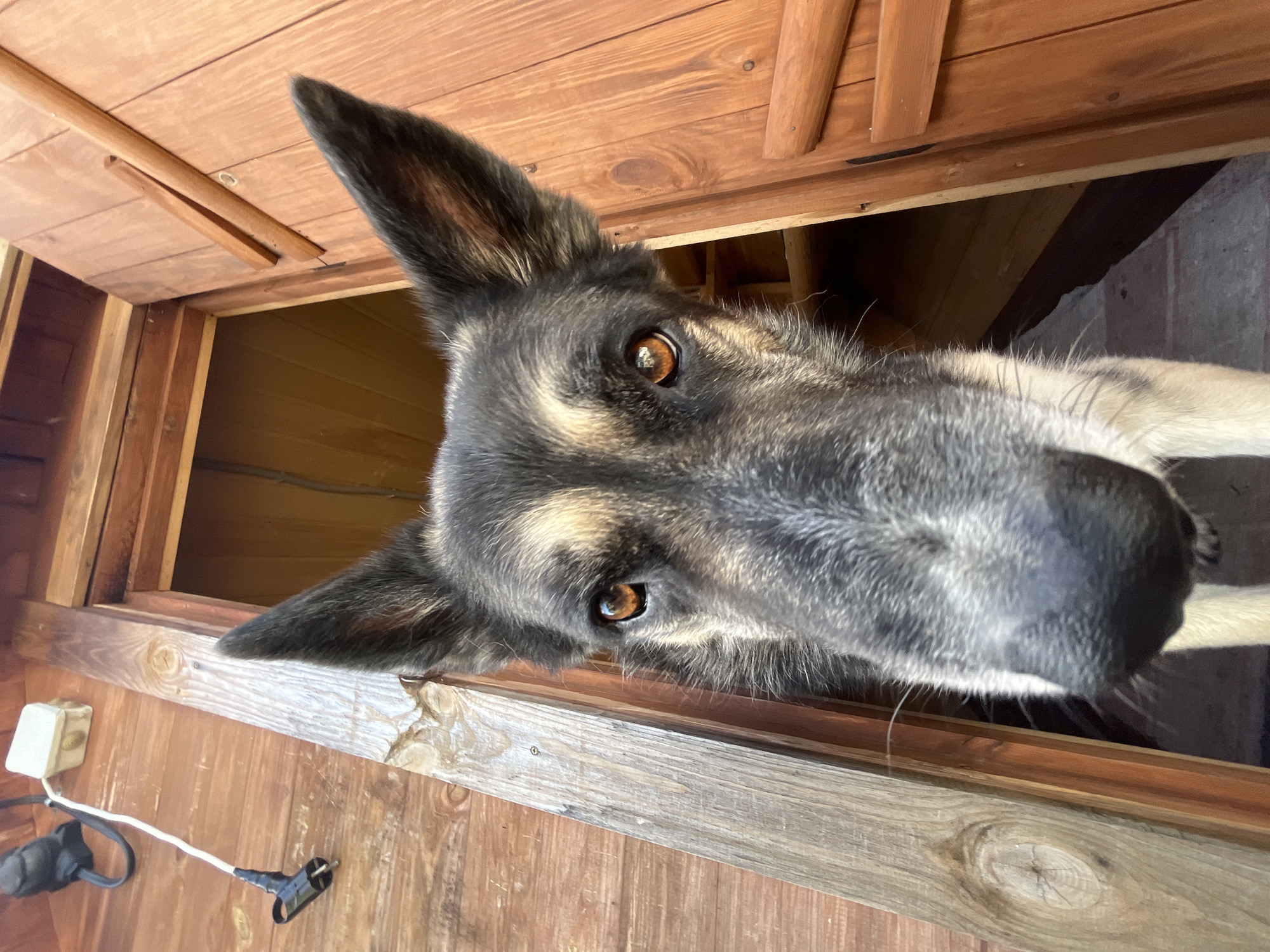 A close-up, low-angle shot captures the face of a German Shepherd dog as it peers through an open doorway. The dog's head is framed by the wooden doorjamb and planks of what appears to be a wooden structure. Its ears are perked, and its amber eyes are focused on the camera. The dog's muzzle, a prominent feature of the image, is close to the lens, creating a sense of intimacy. The background reveals the interior of the wooden structure, with visible shelving and the warm tones of polished wood. The exterior of the structure is visible in the upper left corner, with a white electrical box and a black plug attached to a white wire. The overall impression is one of curiosity and direct engagement from the canine subject. There is no information in the image to indicate the location in Nizhny Tagil, Russia.