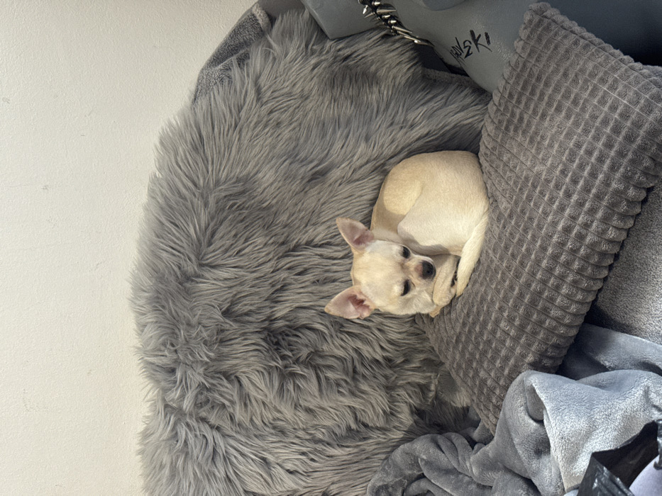 The image displays an indoor domestic scene identified as being located in Sofia, Bulgaria. A small, light-cream or tan-colored Chihuahua dog is the primary subject, curled tightly on a grey, rectangular cushion with a textured, possibly waffle-patterned surface. The dog's eyes are downcast, suggesting it is resting or asleep, with its head slightly tucked against its front paws. Behind the dog and cushion is a large, shaggy grey faux fur throw or pillow, which occupies a significant portion of the background. To the left, a crumpled grey fleece-like blanket or fabric is visible. On the right, partially visible, is a grey object bearing black text, partially decipherable as "VSKI," and a metallic, studded accessory, possibly a collar or strap. The background wall is plain and light-colored, likely off-white. The overall lighting is ambient and diffuse. No individuals are present in the frame.