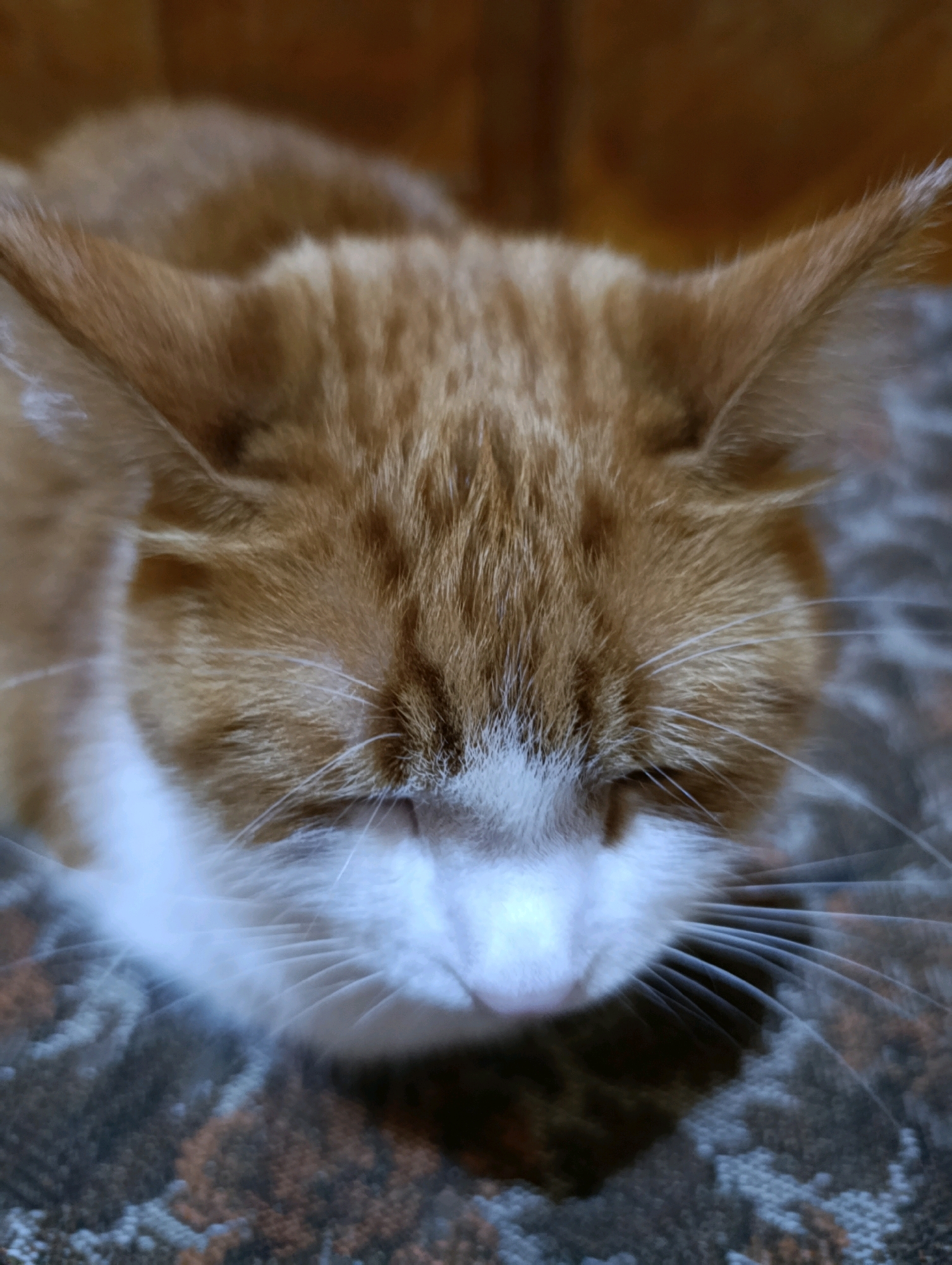 The image is a close-up, overhead shot of an orange and white tabby cat sleeping. The cat is resting on a patterned surface, possibly a blanket or upholstery. The cat's eyes are closed, and its ears are perked slightly. The background is blurred, showing a wooden surface. There are no people visible in the image, and no identifiable landmarks of Cherkasy, Ukraine are present.