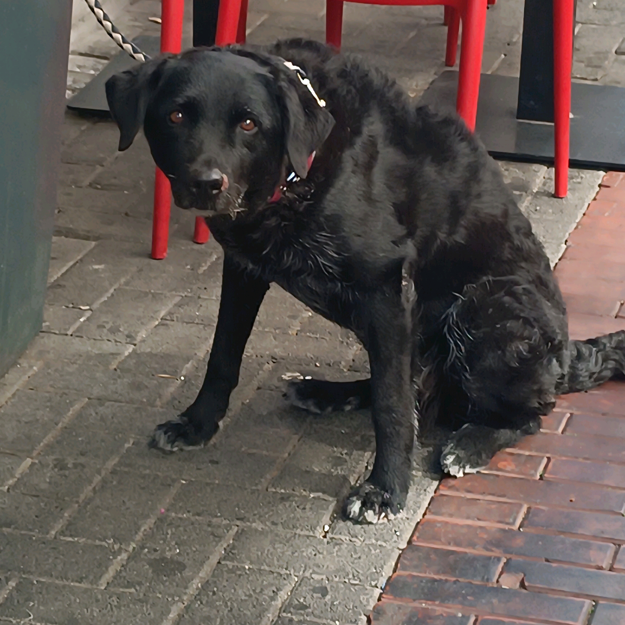 A black dog with brown eyes sits on a paved sidewalk in front of red chairs. The dog is wearing a collar with colorful beads. The sidewalk is made of interlocking gray pavers with some reddish-brown bricks on the right side. In the background, the legs of the red chairs are visible. A leash is attached to the dog's collar and extends out of the frame to the left. A dark gray cylindrical object is also partially visible on the left. The scene appears to be outdoors in an urban setting. The image was taken in Offenbach am Main, Germany.