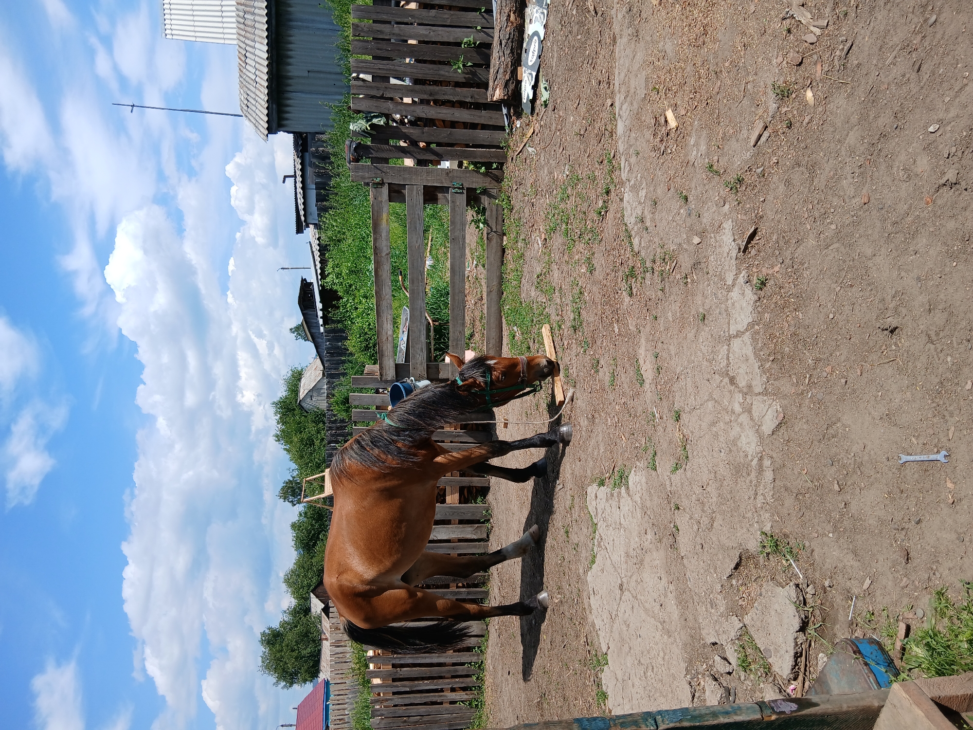 A brown horse is eating from a wooden plank on the ground in a dirt enclosure. The horse has a green halter and a black mane. Behind the horse is a wooden fence. To the right of the fence are stacks of wood. In the background, there are several buildings with corrugated metal roofs, and trees. The sky is blue with white clouds.