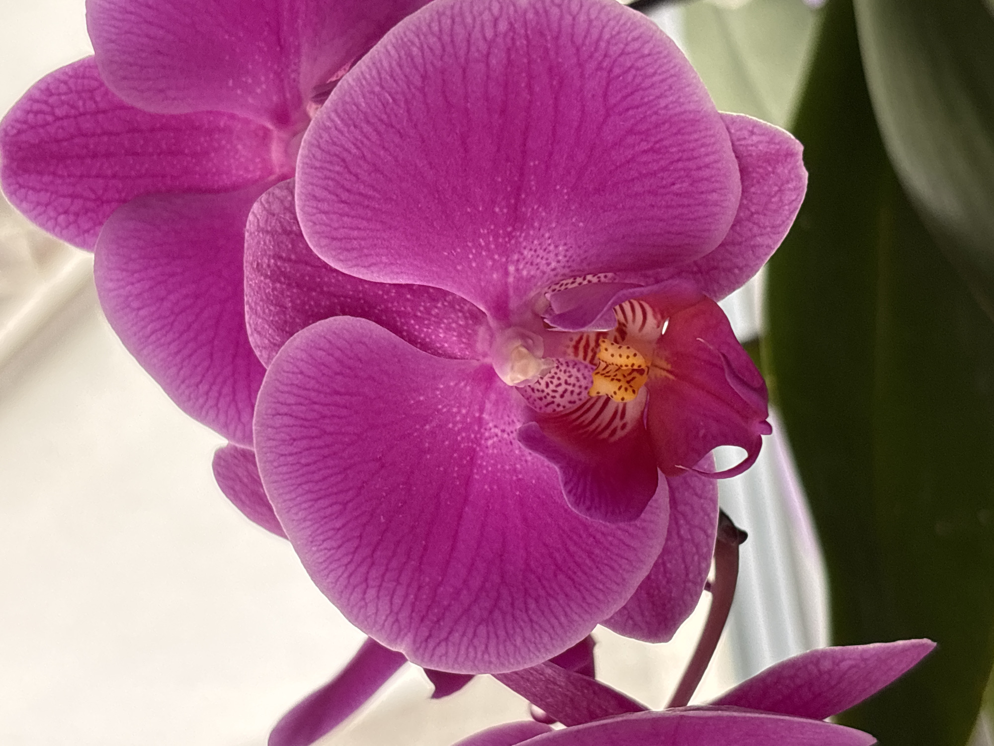 The image presents a detailed, close-up view of multiple Phalaenopsis orchid flowers, predominantly colored in a vibrant fuchsia hue. The central flower is in sharp focus, showcasing large, rounded petals with discernible venation and scattered lighter punctate markings. Its labellum, or lip, features a complex morphology: a deeper fuchsia base transitions into a central yellow-orange segment patterned with dark purple striations and maculations, with a pale column visible at its core. Additional fuchsia-colored orchid petals and a slender stem are partially visible along the left edge of the frame. The background is out of focus, appearing as an undifferentiated light cream or off-white area in the upper portion and a dark green, indistinct mass, consistent with foliage, in the lower portion. No visual data within the image allows for the identification of a specific location in the city of Sofia, Bulgaria.