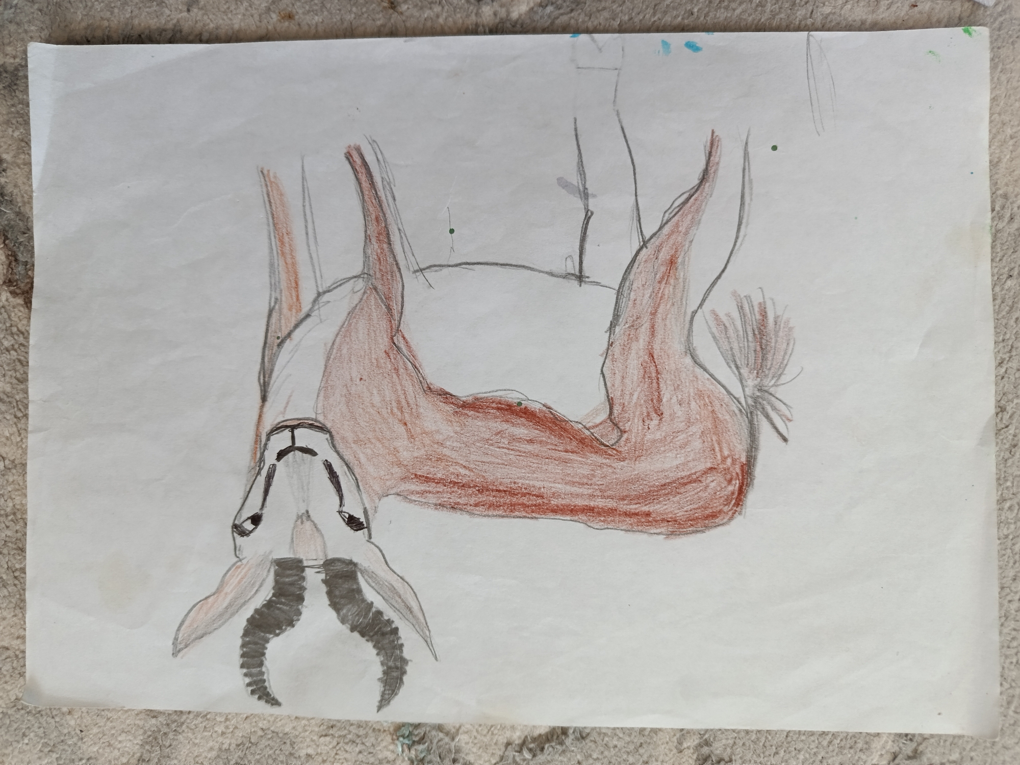 A child's drawing on white paper depicts an antelope with brown fur and black horns. The antelope is positioned upside down, with its head pointing downwards and its legs extending upwards. The background is a light-colored, textured surface, possibly a carpet or rug. There are a few small blue and green marks on the upper portion of the paper, which could be accidental smudges or part of the drawing. The overall scene is one of a simple, hand-drawn illustration of an animal.