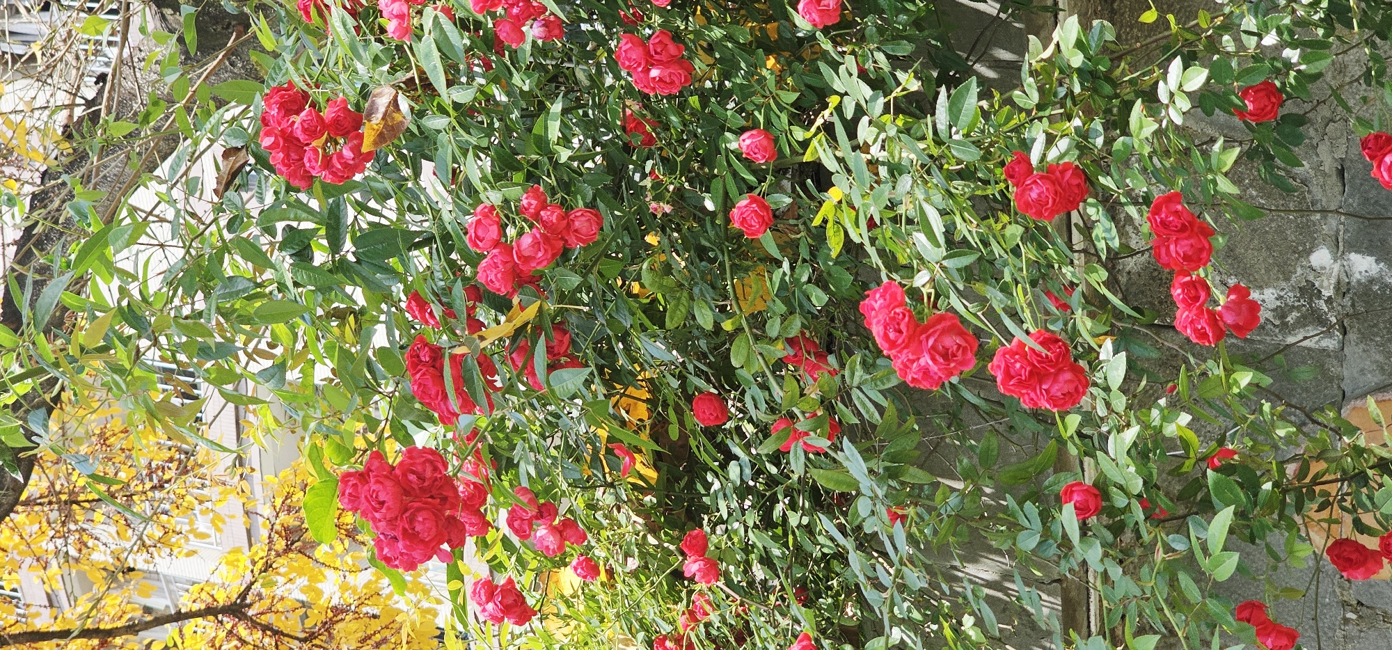 The image shows red roses growing along a wall. The location appears to be outdoors, potentially in a garden or urban environment, possibly Yuzhong District, China. The roses are in bloom with green leaves. The background includes a wall and trees. The perspective is from below, looking upwards at the roses. There are no people visible in the image.