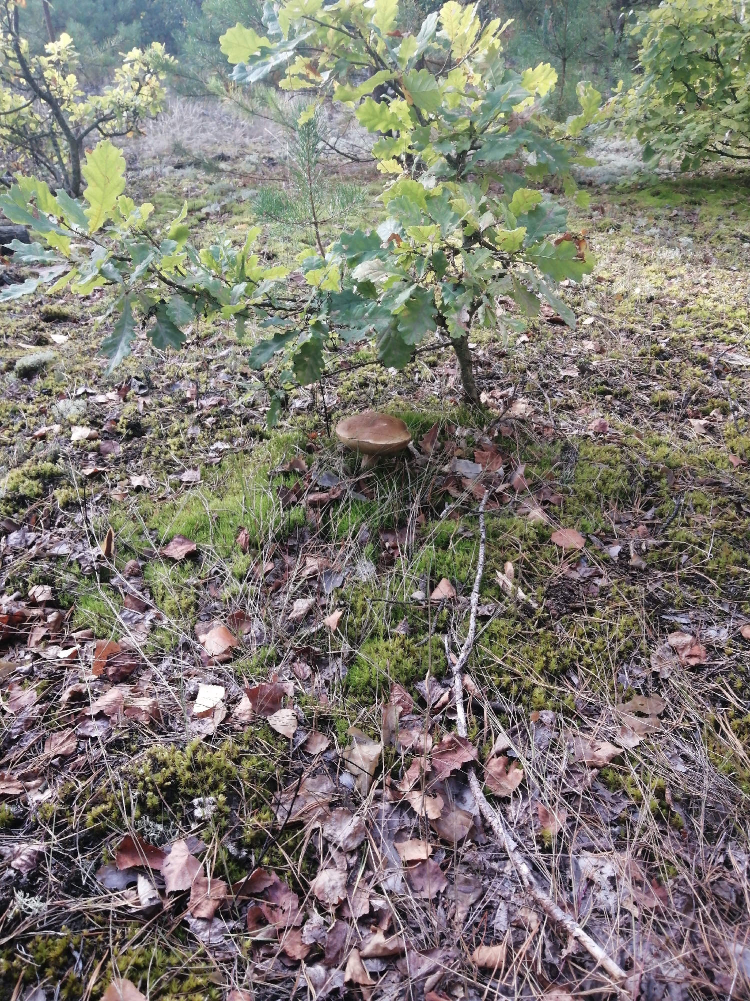 In a forest floor setting within the Доўгаўскі сельскі Савет, Belarus, a single mushroom with a brown cap is prominently situated near the base of a young oak tree. The ground is covered with a mixture of green moss, fallen brown leaves, dry pine needles, and twigs, indicative of an autumn or early winter season. The oak tree has green leaves, suggesting it might be a late-blooming variety or that the season has not yet fully progressed. The background consists of more trees, blurred by distance and atmospheric conditions, with some hints of pine trees. The overall scene depicts a natural woodland environment.