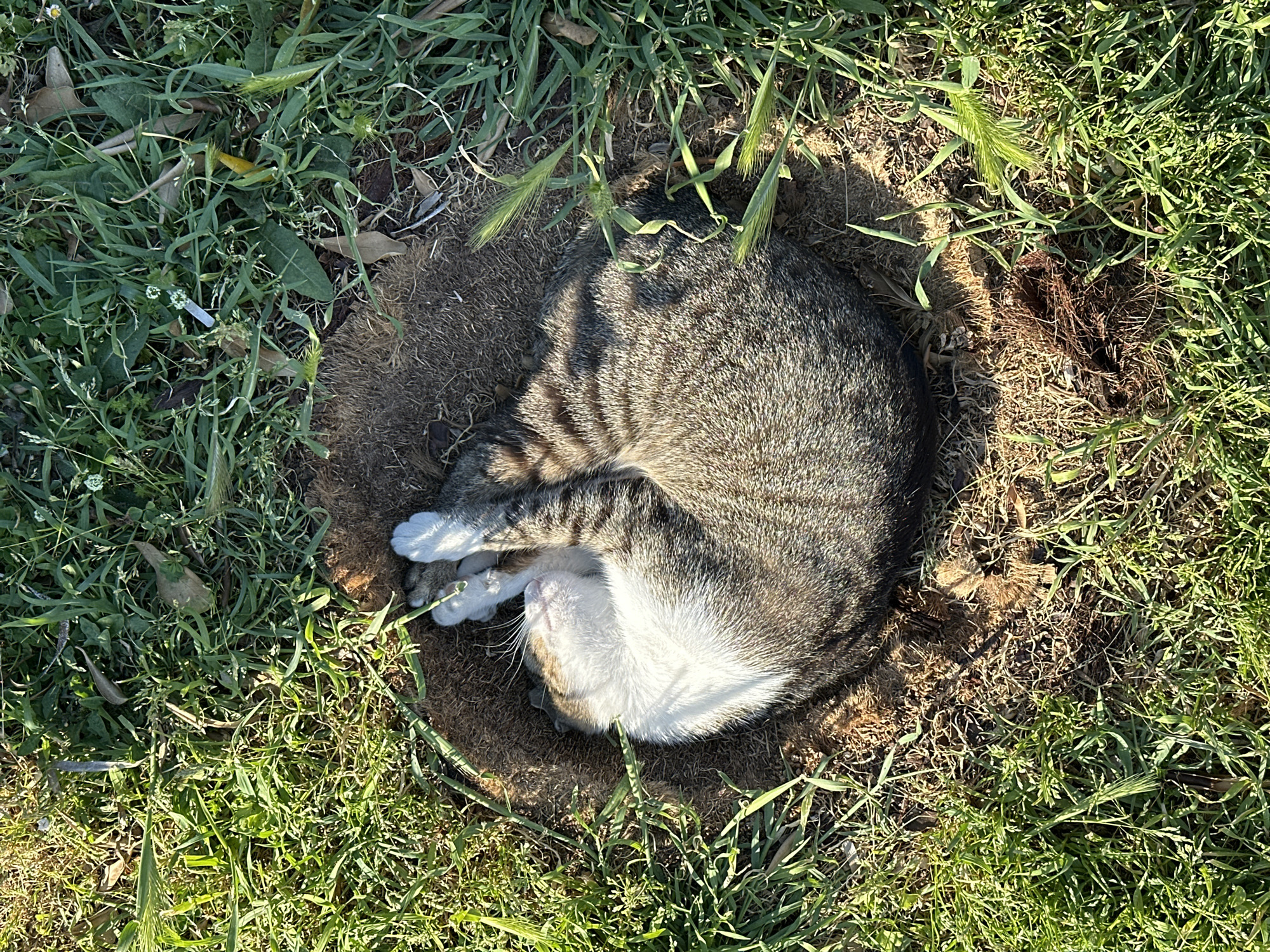 An overhead shot captures a tabby cat sleeping soundly outdoors in a grassy area, likely in Budva, Montenegro. The cat is curled up in a tight circle within a small, circular depression in the ground, which is composed of bare earth and sparse dried grass. This natural bed is surrounded by vibrant green grass and some weeds. The cat's fur is a mix of gray and black stripes, with a prominent white belly and white paws. Bright sunlight illuminates parts of the cat's white fur, casting shadows on its striped back and the ground, indicating a sunny daytime scene. The cat appears peaceful and comfortable in its resting spot. There is no visible text in the image.