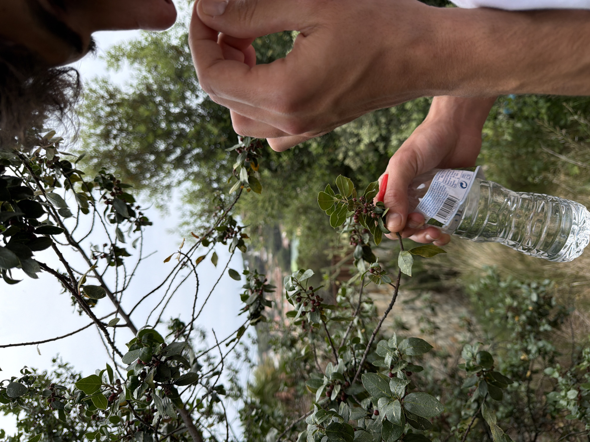 A person holds a small, clear plastic water bottle next to a branch of a tree with small, dark green leaves and small, reddish-brown berries. The person's other hand is positioned above the branch as if reaching for it. The background includes other trees and vegetation, with a distant view of what appears to be a hillside with buildings. The image appears to be taken outdoors in a natural environment, possibly in Sant Andreu de Llavaneres, Spain. The top of the person's head is visible in the upper left corner.