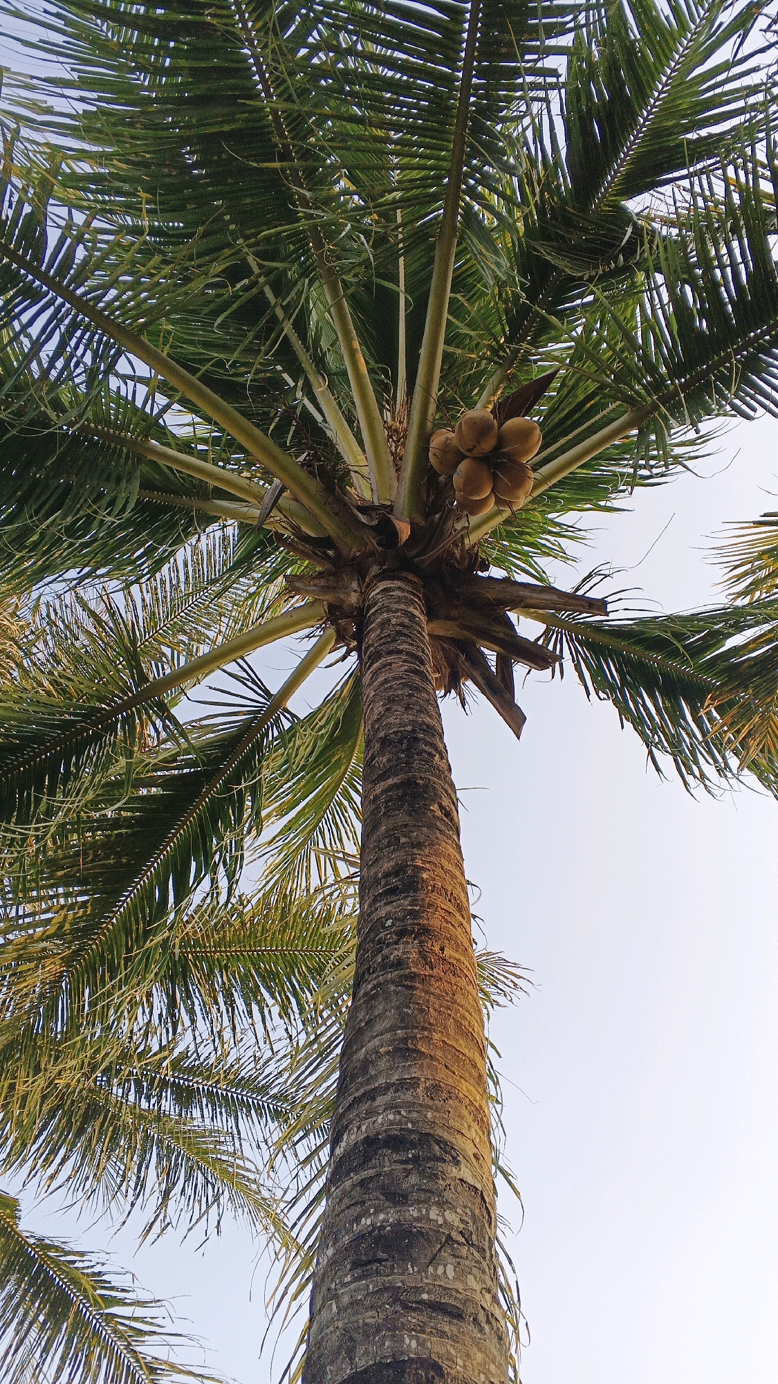 The image, taken in the city of Minggir, Indonesia, shows a close-up, upward view of a mature coconut palm tree. The trunk is thick and textured with rough, dark brown bark, showing signs of age. At the top of the trunk, a cluster of coconuts is visible, hanging from the tree. The fronds of the palm tree are large and green, extending outwards and upwards, creating a dense canopy against a clear, pale blue sky. The lighting suggests it is daytime, with sunlight illuminating the trunk from the side, highlighting its texture. No people are visible in the frame. The overall impression is one of a tropical environment, typical of rural areas in Indonesia.