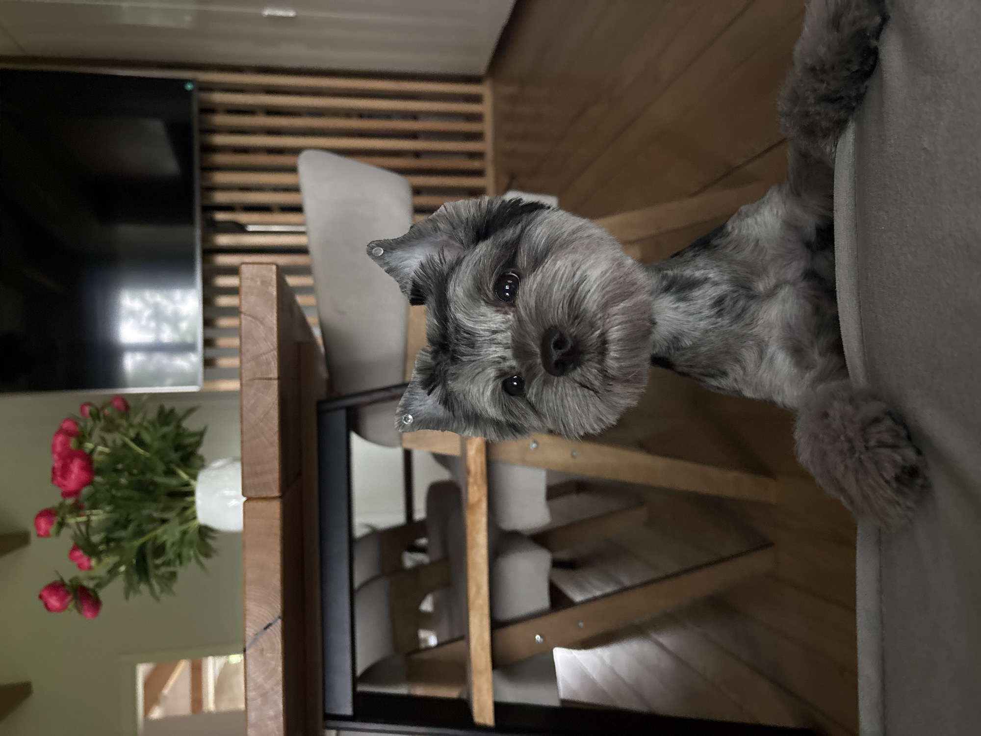 A small, grey and black dog, likely a Miniature Schnauzer, is the central subject of this indoor portrait. The dog is positioned as if peeking over the edge of a light grey upholstered couch or pet bed, with its front paws resting on the surface. Its head is tilted slightly, and its dark eyes look directly forward, engaging with the viewer. The dog has typical schnauzer features including prominent eyebrows and a bushy beard, and a small, reflective stud is visible on its right ear.
The background reveals a modern living space, possibly a home in Chaikovsky, Russia. Behind the dog, partially visible, is a multi-tiered piece of pet furniture or shelving unit with light grey upholstered platforms and wooden frame supports. To the left, a large, dark flat-screen television is mounted on a wall, reflecting light from an unseen window. The wall behind the TV and the pet furniture features contemporary wooden slat paneling.
In the lower-left corner, a thick wooden table or desk supports a white vase filled with several vibrant pink and red peonies, adding a splash of color to the neutral palette of the room. A wooden floor is visible on the right side of the frame. The scene is well-lit, suggesting daytime, and has a cozy, domestic atmosphere. There is no visible text in the image.