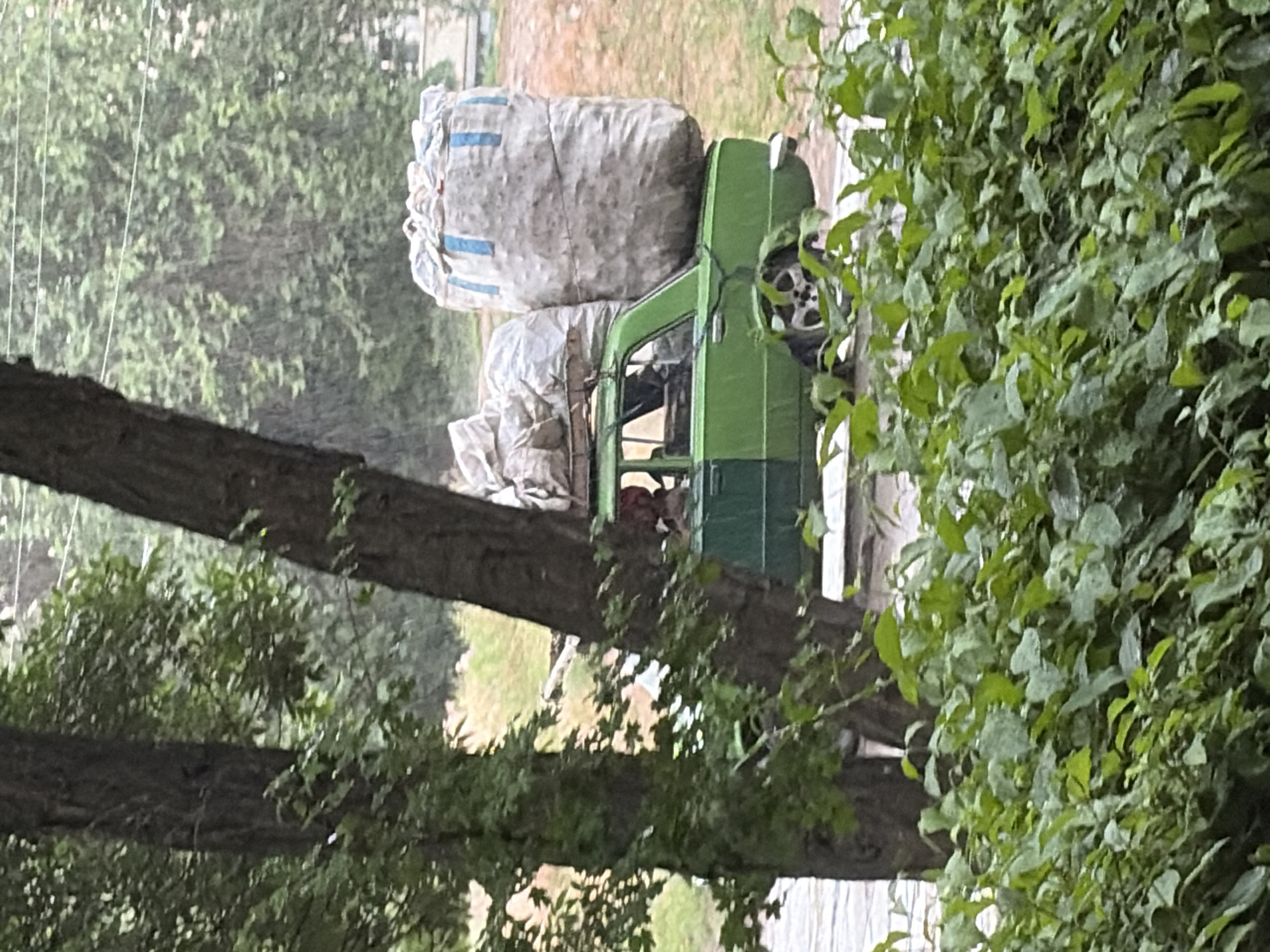 In an outdoor scene in the city of Unknown, Unknown, during what appears to be rainy weather, a green car is heavily laden with large sacks on its roof. The car, a vintage model with a two-tone green paint job, has at least two oversized bags secured to its roof rack. The largest bag, on the right side of the car's roof, is a bulky white sack with blue vertical stripes, appearing to be filled with a light material. A second, smaller white sack is positioned on the left side of the roof rack, behind the first. The car's windows are visible, and a person's head and shoulders can be seen through the driver's side window, suggesting they are operating the vehicle. The vehicle is parked or moving on a paved surface, possibly a road or driveway, with foliage from trees and bushes in the foreground and background. The trees in the foreground are thick and leafy, partially obscuring the view of the car. The background consists of more trees and some buildings. The overall impression is one of a utilitarian, possibly informal, transport of goods under adverse weather conditions.