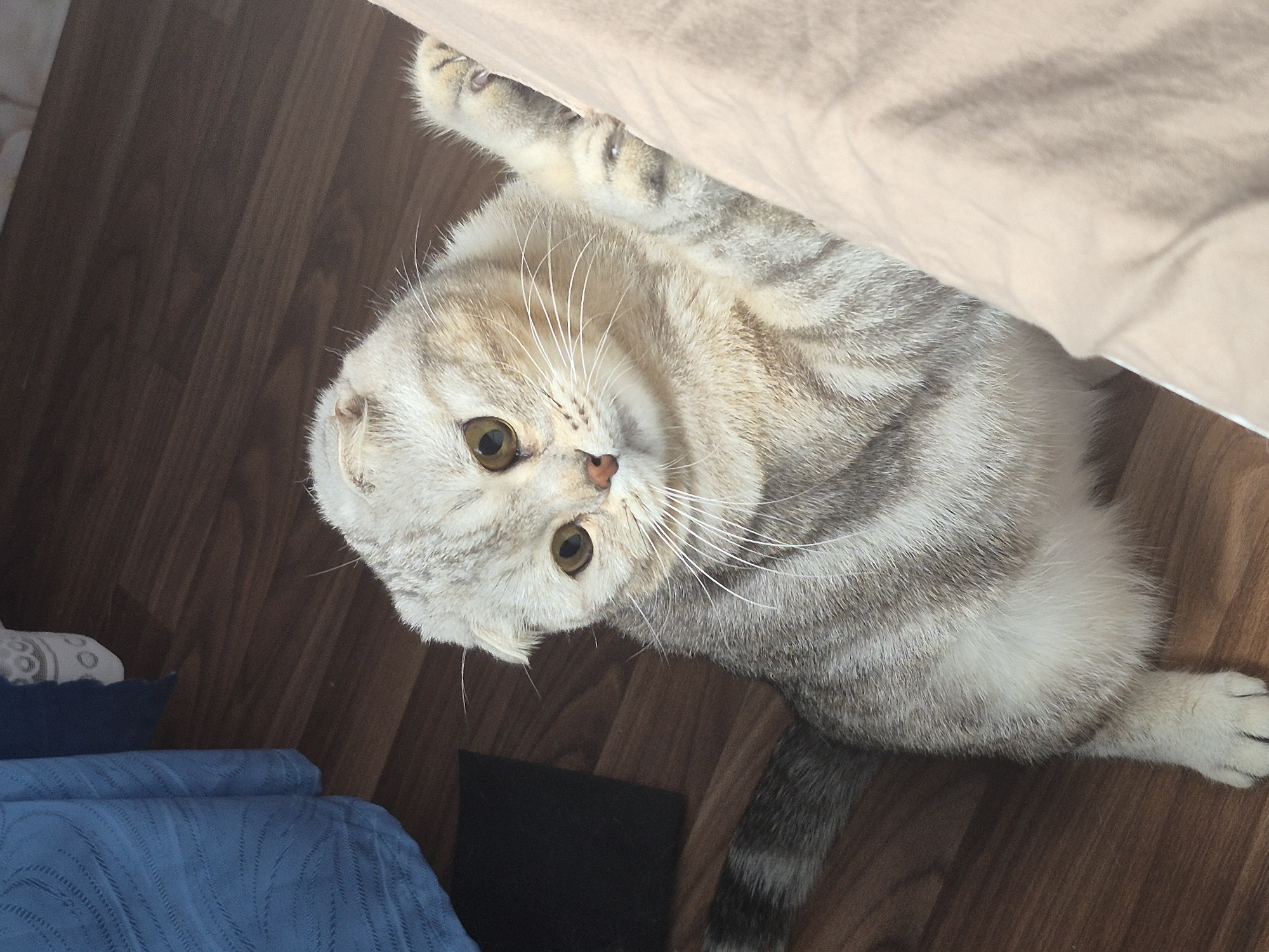 A silver tabby Scottish Fold cat is captured in a high-angle, close-up shot, looking directly upwards at the viewer. The cat's distinctive folded ears are visible, along with its bright, round yellow-green eyes and prominent white whiskers. Its fur displays a beautiful pattern of light grey and cream with darker grey stripes, characteristic of a tabby, particularly noticeable on its body and tail.
The cat is positioned on a dark brown wooden floor, which appears to be laminate. It is peering from beneath a piece of light beige furniture or bedding, with one front paw slightly raised and touching the fabric. In the lower-left corner of the frame, a segment of a blue, textured blanket or textile is visible.
The scene is brightly lit, suggesting natural daylight, likely from an unseen window. The cat's expression is curious and engaging, conveying a sense of playfulness or seeking attention. The setting is indoors, typical of a residential environment in Chaikovsky, Russia. There is no visible text in the image.