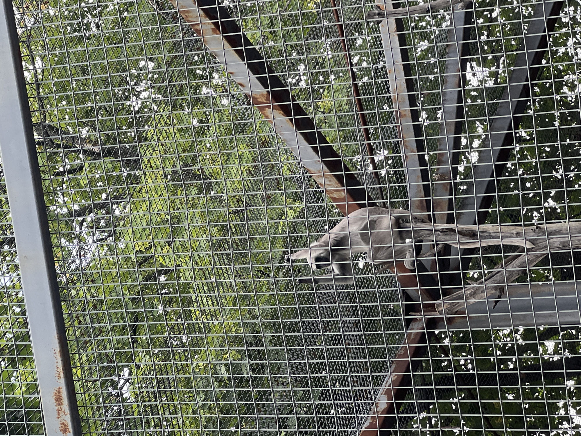 The image shows a gray langur monkey in an enclosure at the Sofia Zoo in Bulgaria. The monkey is sitting on a branch, and it is surrounded by a metal cage. The background is filled with green trees and foliage. The enclosure appears to be an outdoor habitat designed to mimic a natural environment. The langur is a species of Old World monkey native to Asia. The Sofia Zoo is home to a variety of animals, including a collection of primates.