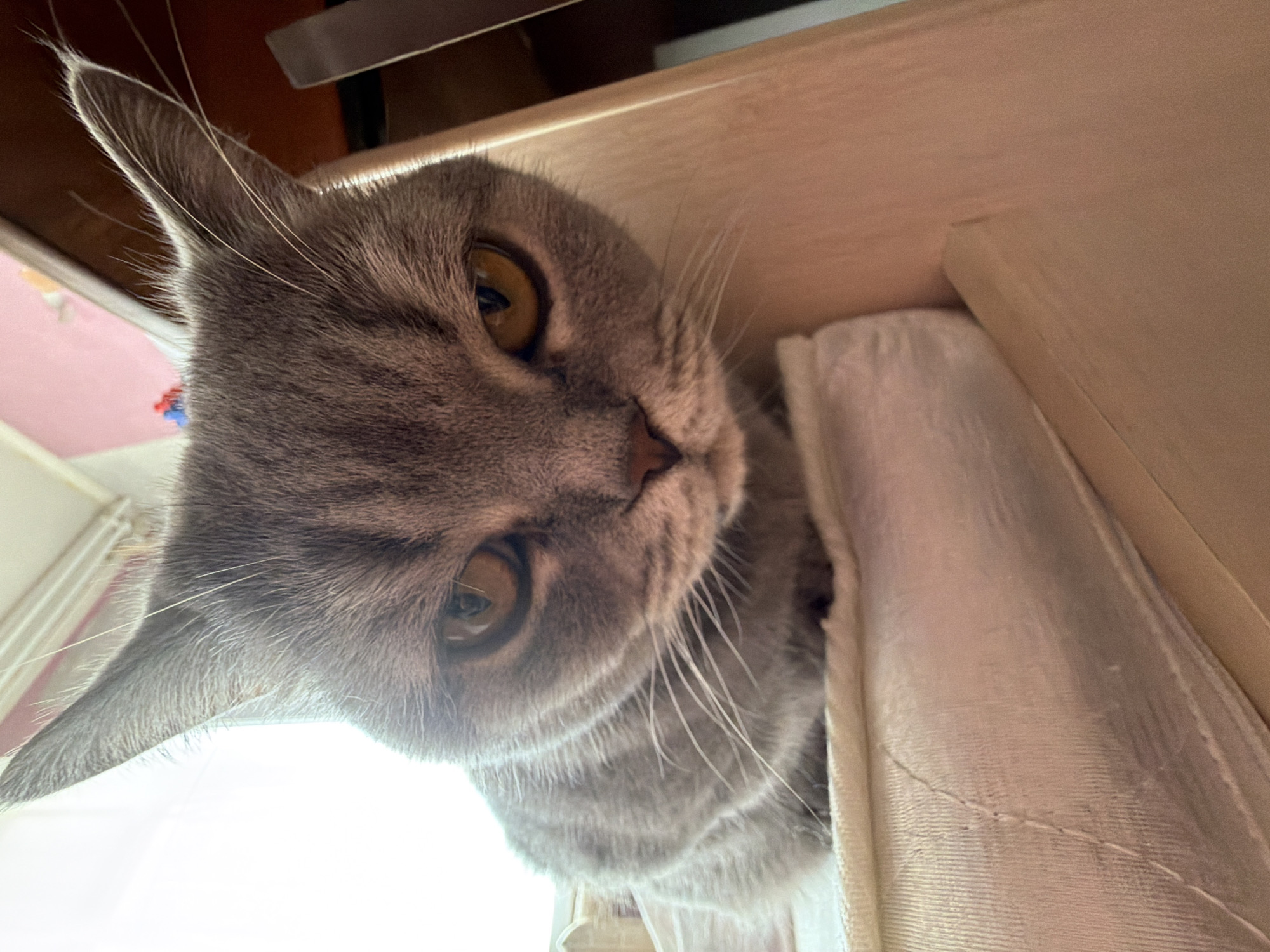 An indoor, low-angle photograph taken in Perm, Russia, captures a grey domestic cat, likely a British Shorthair, peering out from a partially enclosed space. The cat's head is tilted, and its large, round golden-amber eyes are wide open, conveying an expression of curiosity and alertness as it looks towards the bottom left of the frame. Its dense grey fur is visible, along with several prominent white whiskers extending from its snout.
The cat appears to be positioned on or within a piece of furniture, possibly a shelf or cubbyhole. Above and to the right of the cat, a smooth, light-colored wooden or laminate surface forms part of the immediate foreground and background. To the cat's right, a section of light-colored, folded fabric, possibly a curtain or soft bedding, contributes to the cozy, somewhat hidden nature of its spot.
Bright, soft ambient light emanates from the lower left portion of the image, suggesting a well-lit interior during daylight hours. In the distant background on the far left, hints of a pink wall and a white ceiling are visible, further confirming an indoor residential setting. No visible text is present in the image.
