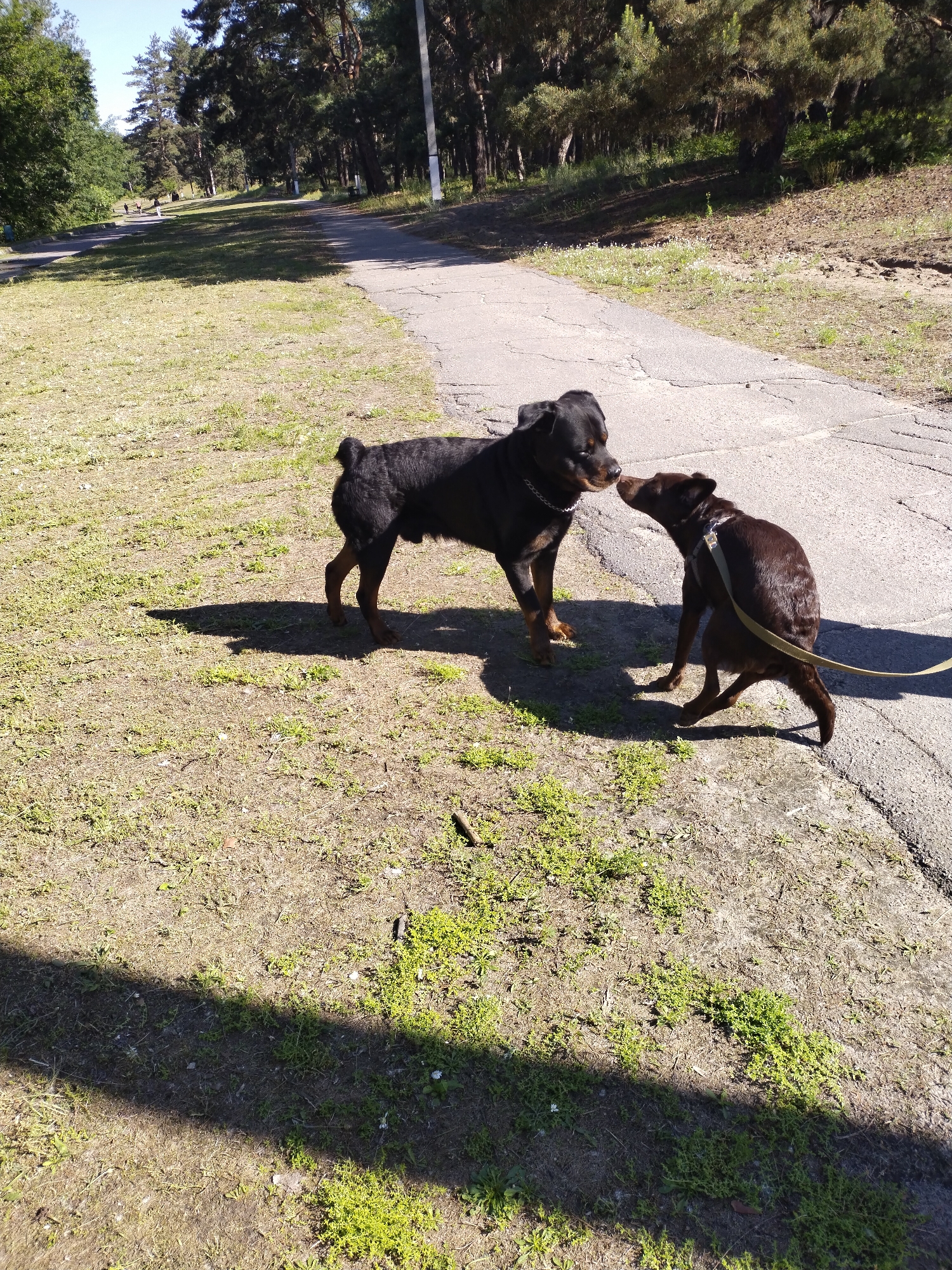 Two dogs are the central subjects of this outdoor scene. A black Rottweiler-type dog with a metal chain collar stands on the left, while a smaller, brown dog wearing a harness and leash stands to the right, leaning in to sniff the larger dog's face. They appear to be interacting in a friendly or curious manner.
The dogs are on a patch of sparse, dry grass with some greener vegetation, adjacent to a cracked asphalt or paved pathway that stretches into the distance. Long, dark shadows are cast by the dogs and unseen objects to the left, indicating bright sunshine from a low angle, likely morning or late afternoon.
The pathway curves and is lined on both sides by numerous tall trees, predominantly pines and some deciduous trees, forming a wooded area. In the far distance along the path, several small, indistinct human figures can be seen walking. The sky above is clear and blue. The overall setting is a park or a natural recreational area in Horishni Plavni, Ukraine. No text is visible in the image.