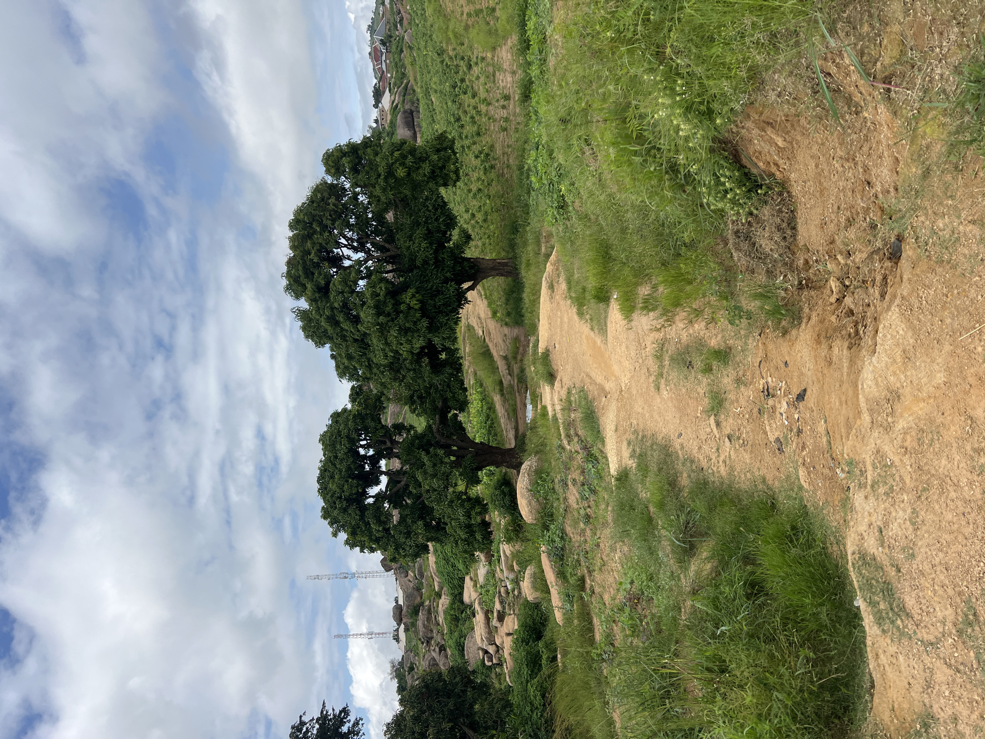 This is a medium shot, eye-level, outdoor photograph taken in Jos, Nigeria. The foreground is dominated by a dirt path that winds upwards and to the right. On either side of the path, lush green grass grows in thick patches. In the midground, two large, mature trees with dense green foliage stand prominently, one slightly to the left and the other to the right, framing the path.
The terrain behind the trees is rocky and uneven, with large, scattered boulders. Beyond the rocks, the landscape slopes upwards, revealing a cultivated field with rows of small green plants. In the distance, the rooftops of several buildings are visible, suggesting a settlement on a higher elevation. Two tall, slender transmission towers are also visible in the far background, positioned above the rocky terrain to the left of the trees. The sky above is filled with a mix of white, fluffy clouds and patches of blue sky. The overall scene depicts a natural, somewhat rugged environment with evidence of human presence in the form of the path, cultivated fields, buildings, and transmission towers.