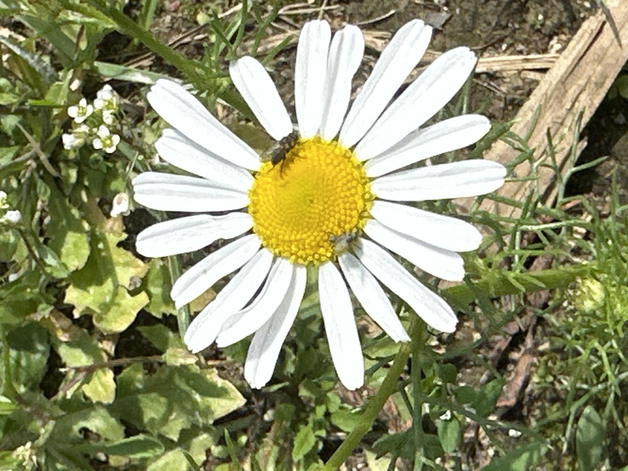 The image shows a close-up of a single daisy in a natural setting, likely in a park or garden. The daisy is white with a bright yellow center, and several of its white petals are visible. A small, dark insect, possibly a fly, is perched on the yellow center of the daisy. The daisy is surrounded by green foliage, including leaves and stems, and some dry, brown organic matter is visible on the ground. In the background, a few small white flowers are present. The lighting suggests it is daytime, likely outdoors. The image's composition focuses on the daisy and its immediate surroundings, with a shallow depth of field blurring the background elements. There are no people or any indications of urban structures present. This scene is consistent with a natural or semi-natural area, such as the Znamya Oktyabrya park, given its name meaning "Banner of October," suggesting a public green space.