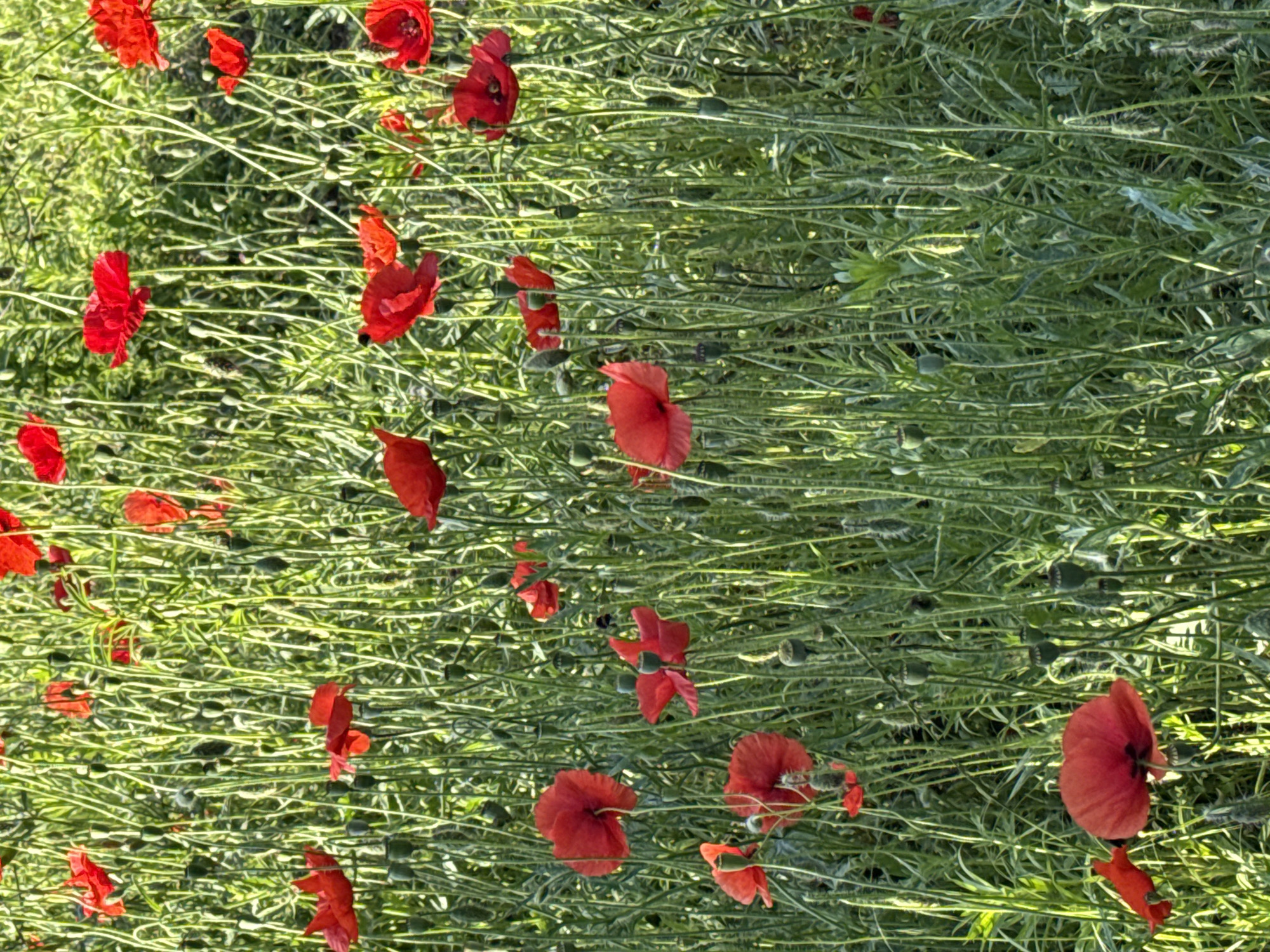 A close-up, eye-level shot captures a dense field of vibrant red poppies in bloom, interspersed with tall, green stalks of grass and numerous unopened poppy buds. The scene is bathed in bright, natural sunlight, casting soft shadows and highlighting the delicate texture of the petals and the fuzzy exterior of the buds. The poppies, of varying sizes and stages of bloom, create a striking contrast against the verdant background. Some poppies are fully open, revealing their characteristic dark centers, while others are partially unfurled. The focus is sharp on the poppies in the foreground, with the background becoming progressively softer, creating a shallow depth of field. This image was captured in a field located in Obukhivka, Ukraine.