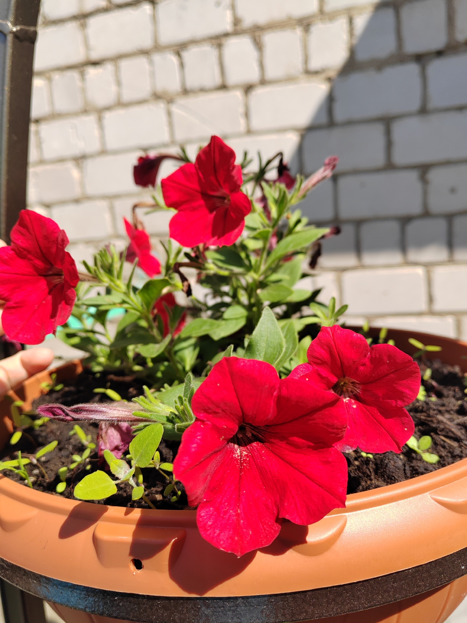The image depicts a cluster of red petunia flowers in a brown plastic pot. The pot is filled with dark soil and small green sprouts. A brick wall is visible in the background, partially in shadow. The location is unknown.