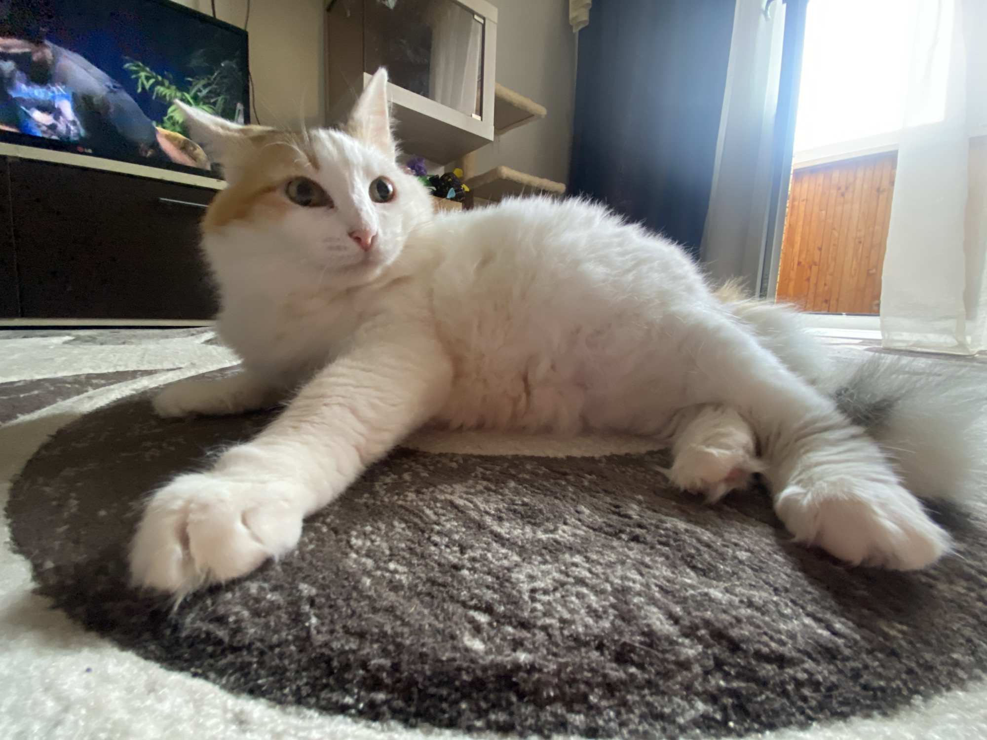 A long-haired white and ginger cat is lying on a round gray rug. In the background are a television, furniture, and a window. The location is likely in a residence but not identifiable as Chaikovsky, Russia, from the image.
