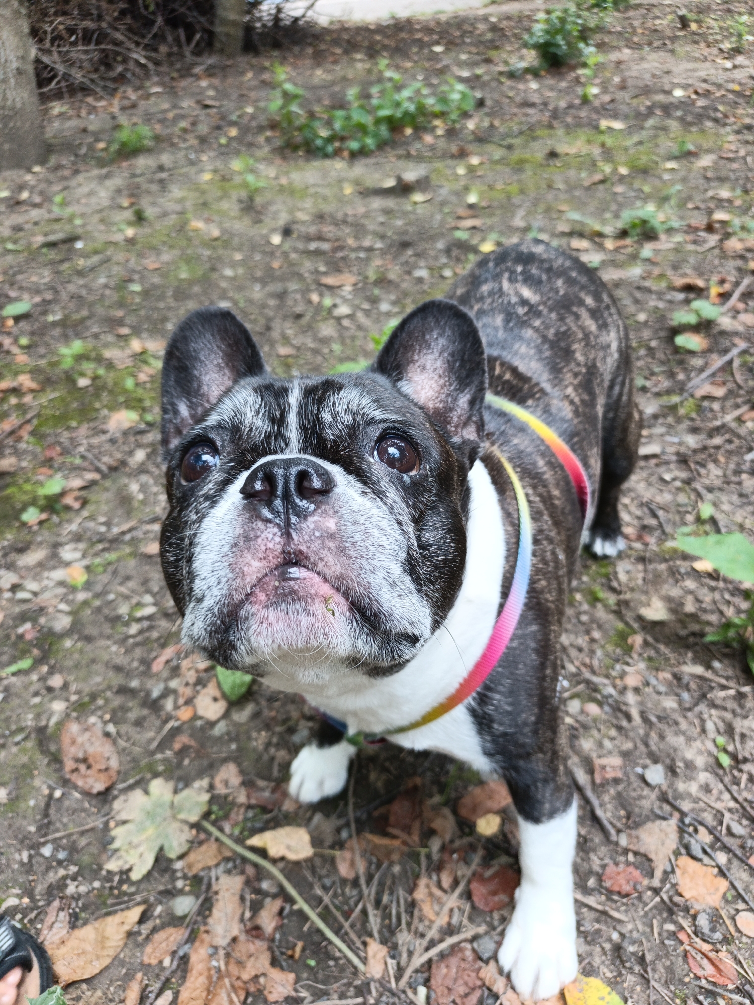 A brindle and white French Bulldog stands on a dirt path covered with fallen leaves. The dog is looking up, with its mouth slightly open. It has large, erect ears, a snub nose, and dark eyes. The dog is wearing a white harness with a rainbow-colored stripe. The background is blurred, showing trees and greenery. The lighting suggests it is daytime, possibly overcast as there are no harsh shadows. The presence of fallen leaves indicates it may be autumn. The scene appears to be outdoors in a natural setting, likely a park or wooded area. There is no visible text in the image.