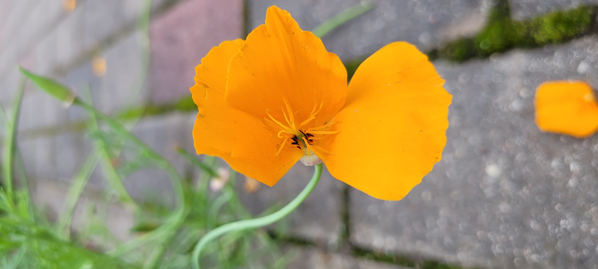 An orange poppy is blooming on a paved walkway. The flower is in focus, with its delicate petals and stamens clearly visible. The background is blurred, showing green foliage and hints of brickwork, suggesting an outdoor setting in a garden or park. The image is a close-up shot, emphasizing the beauty and fragility of the flower.