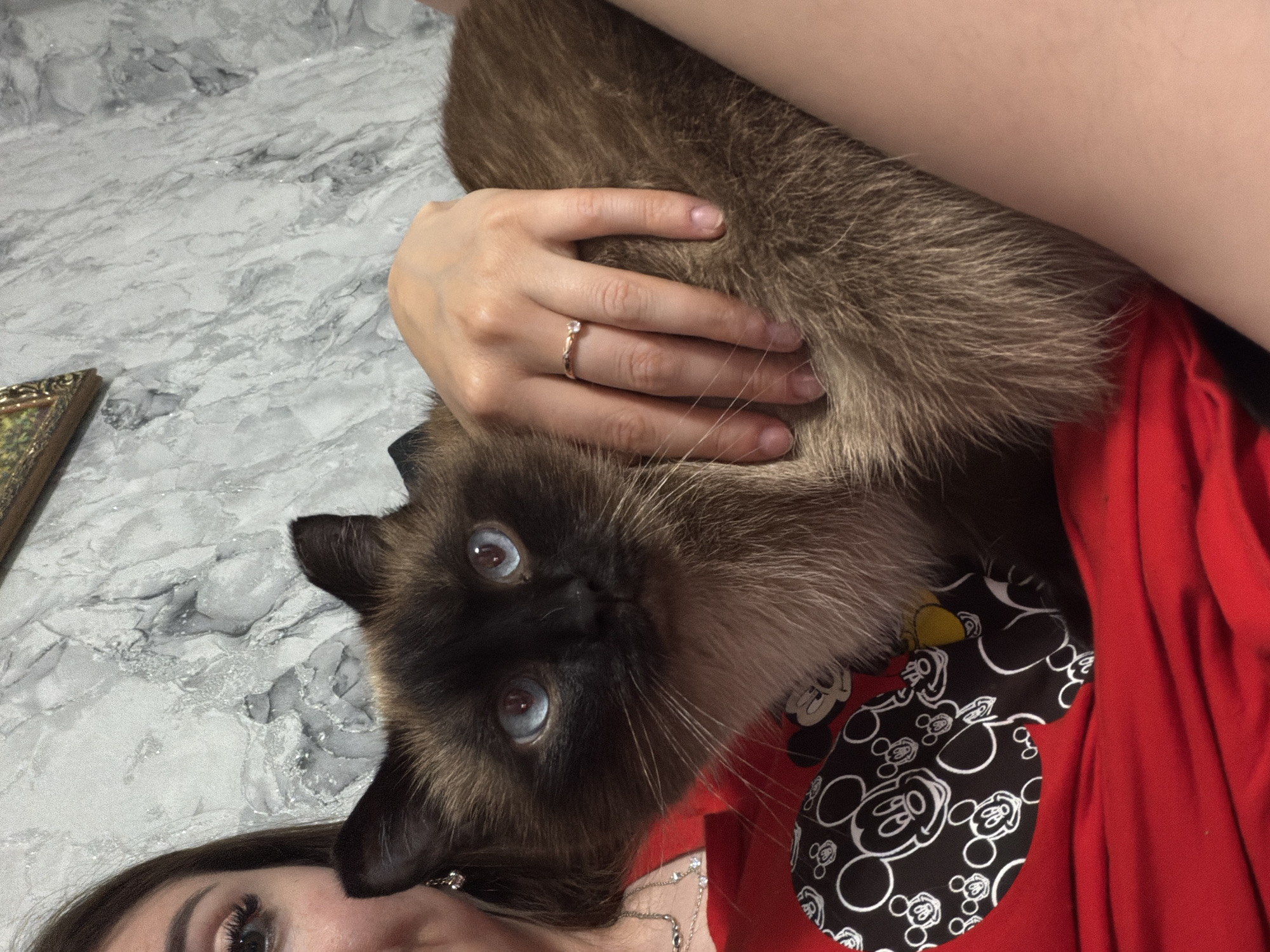 In a close-up, top-down perspective, a person holds a Siamese cat on their lap. The person's hand, adorned with a delicate rose gold ring featuring a small diamond, rests on the cat's fur. The cat, with striking blue eyes and a dark facial mask, looks directly at the camera. The person is wearing a red top with a black and white Mickey Mouse pattern. The background appears to be a marble-patterned surface. The lighting suggests an indoor setting. The scene evokes a sense of comfort and affection between the person and their pet. The image was captured in Старые Туймазы, Russia.