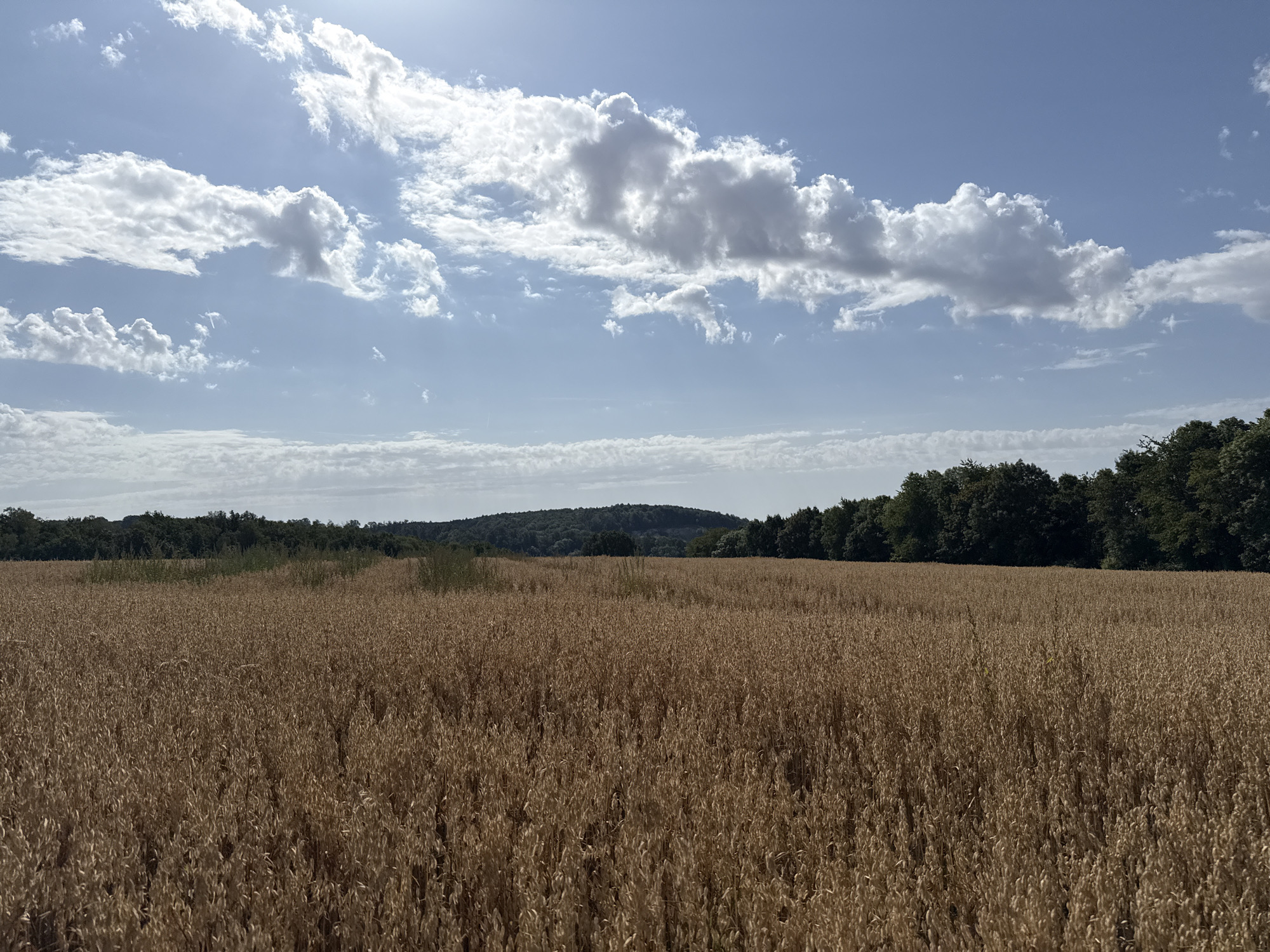 An outdoor, wide-angle, full shot captures a vast field of ripe, golden grain, likely oats, stretching towards a treeline. The sky above is a vibrant blue, populated by fluffy white clouds and a bright sun, casting a warm light over the scene. In the distance, a dark green forest lines the horizon, with rolling hills behind it. The location is identified as Walkenried, Germany. There are no people or animals visible in the image. The environment is rural and agricultural.