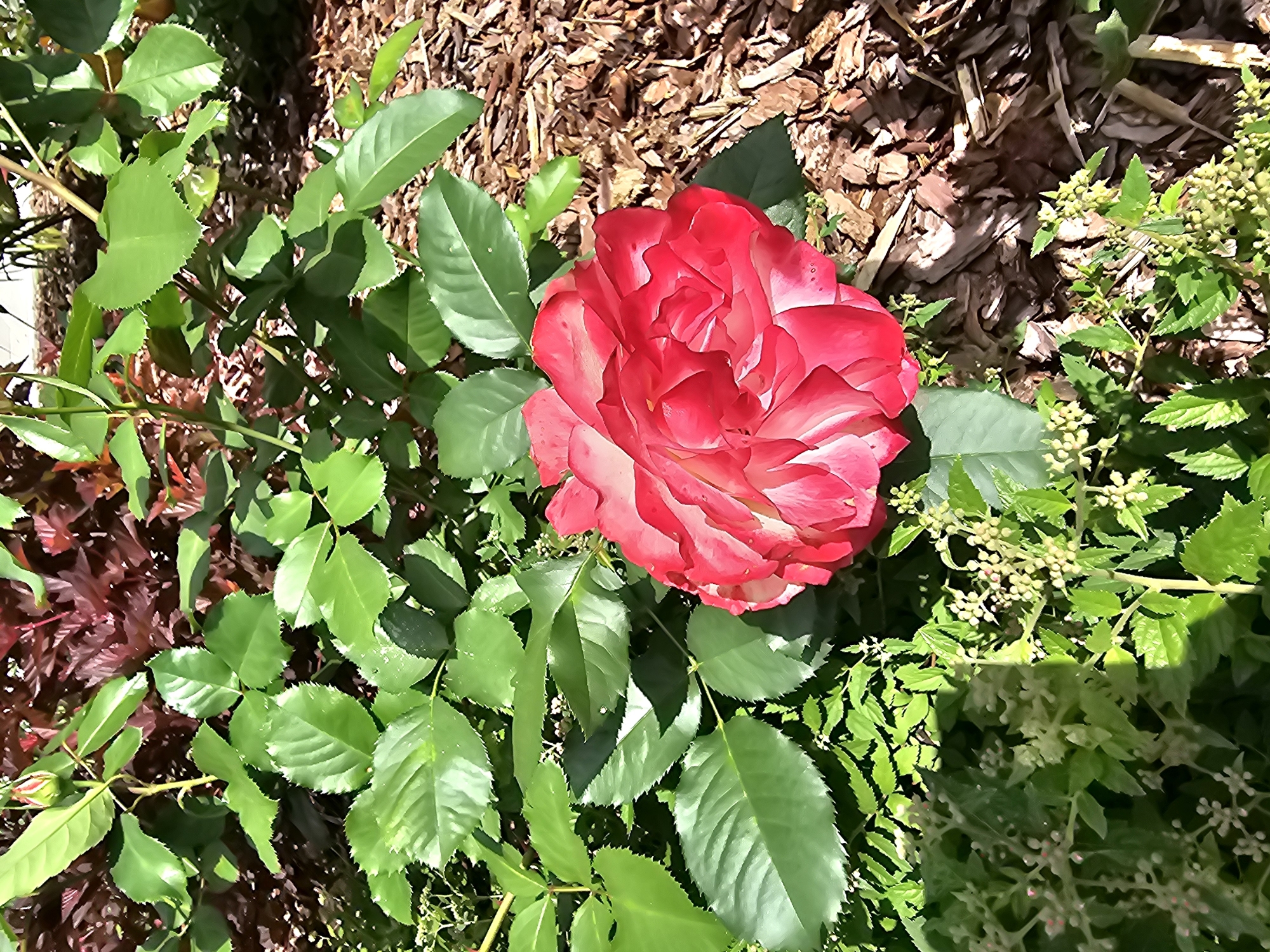 In the garden of Березка Снт (красногорский Р-н), Russia, a vibrant pink and white rose blooms prominently in the center of the frame. The rose is surrounded by lush green foliage, some of which appears to be rose leaves with serrated edges, and other smaller plants with delicate clusters of tiny buds or flowers. In the background, dark red foliage is visible, and the ground is covered with brown mulch. Sunlight illuminates the scene, casting shadows and highlighting the textures of the plants and mulch. The overall impression is one of a well-maintained garden in bloom.