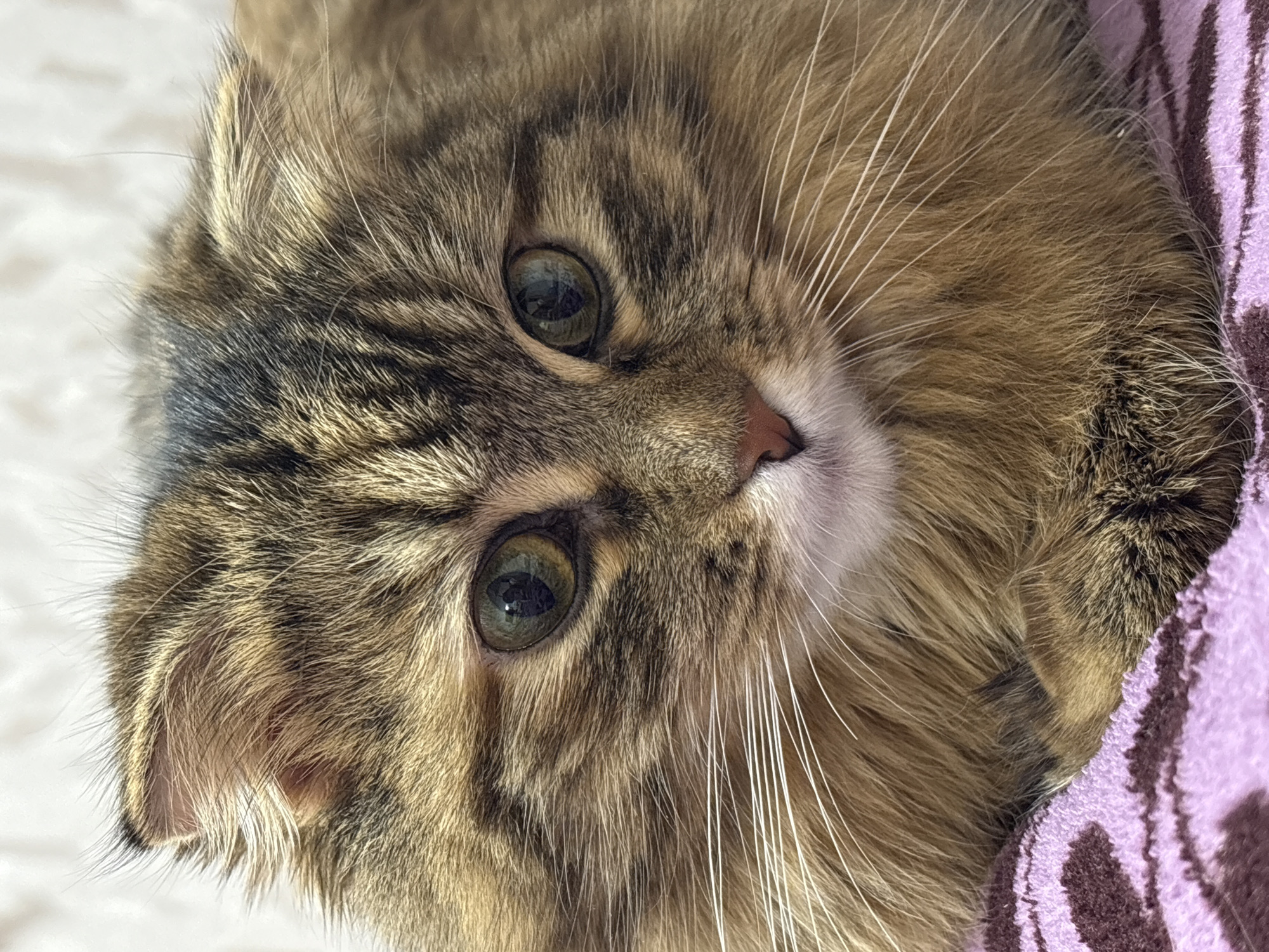 This is a close-up, portrait-style photograph of a fluffy, long-haired cat, lying on its side and looking directly towards the viewer. The cat's face occupies most of the frame. Its fur features a distinctive tabby pattern with shades of brown, tan, and dark grey or black stripes and patches. The cat has striking greenish-blue eyes, which appear large and expressive. Its small, pink nose and numerous long, white whiskers are clearly visible.
The cat appears calm and observant. It is resting on what seems to be a soft surface; a light, fuzzy texture is visible on the left side of the image, while on the right, its fur is nestled against a purple fabric with darker, striped patterns, suggesting a blanket or bedding. No specific activity other than resting is depicted. There is no visible text in the image. The location context provided for this image is Perm, Russia, although no specific outdoor or architectural cues are present to visually confirm this indoor setting.