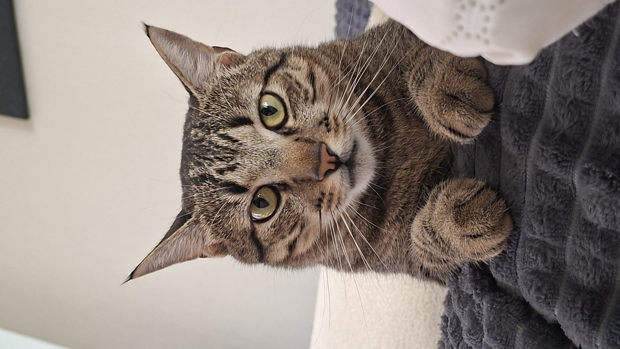 A close-up, head-on shot captures a tabby cat with green eyes looking directly at the camera. The cat is resting on a dark gray, plush blanket, with its front paws gently placed on the surface. Behind the cat, a white pillow is visible on the left, and a white, patterned fabric is on the right. The background consists of a plain, light-colored wall. The image does not depict any specific location in Myadzyel, Belarus.